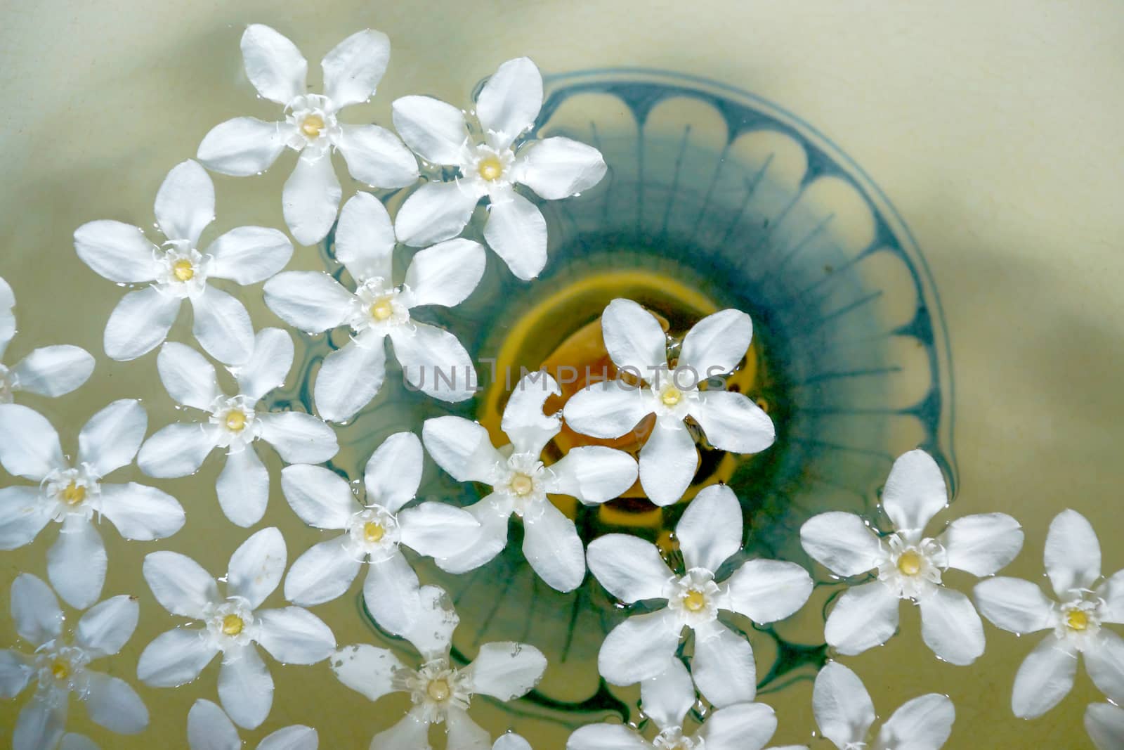 White flowers floating on the water for relaxation. (Wringhtia a by Noppharat_th