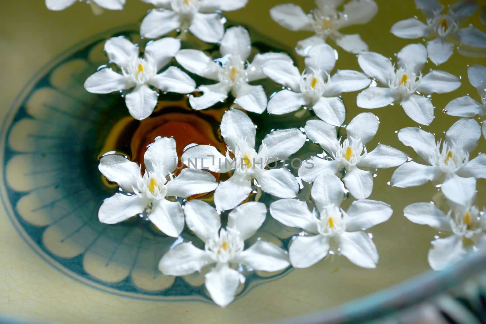 White flowers floating on the water for relaxation. (Wringhtia a by Noppharat_th