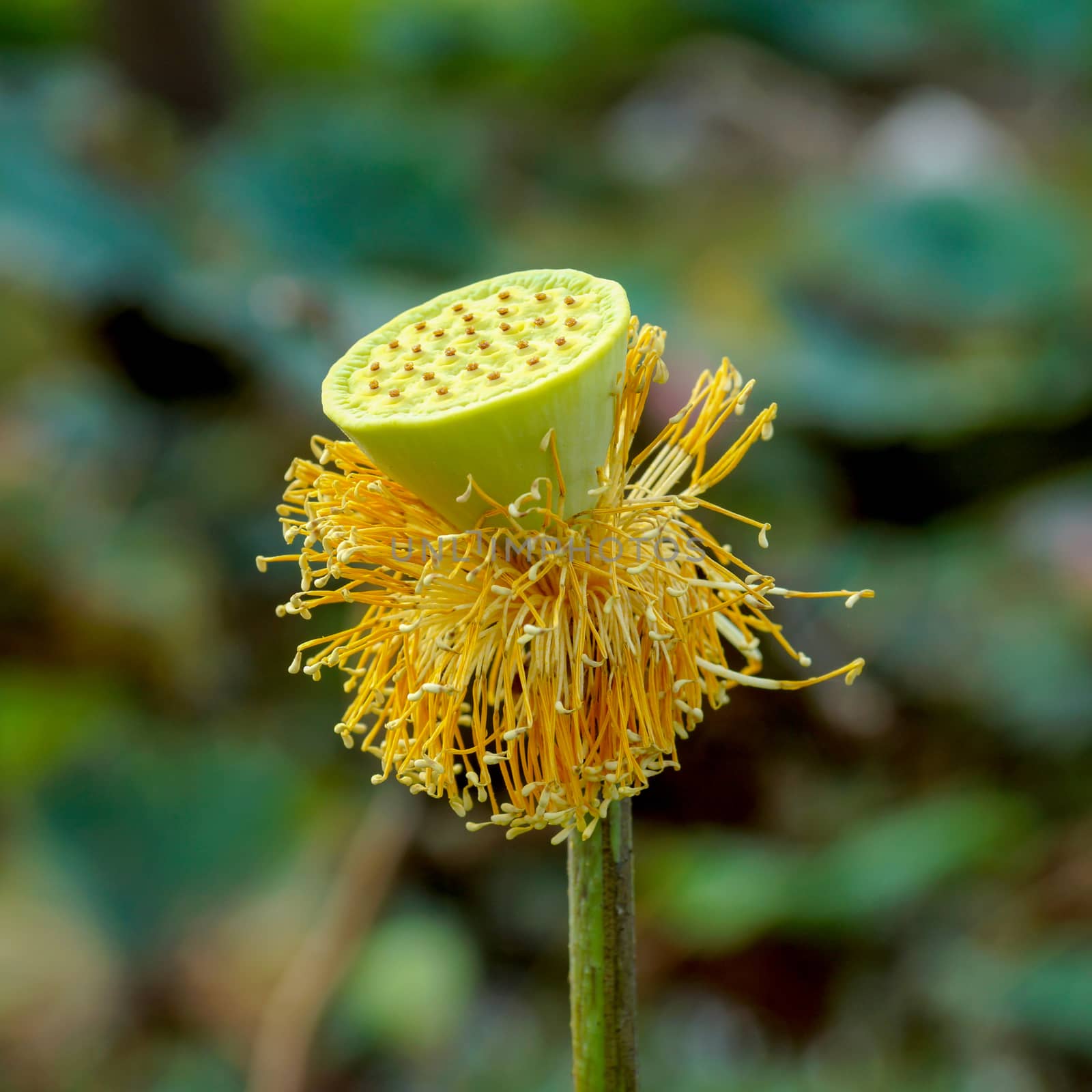 Lotus pollen. by Noppharat_th