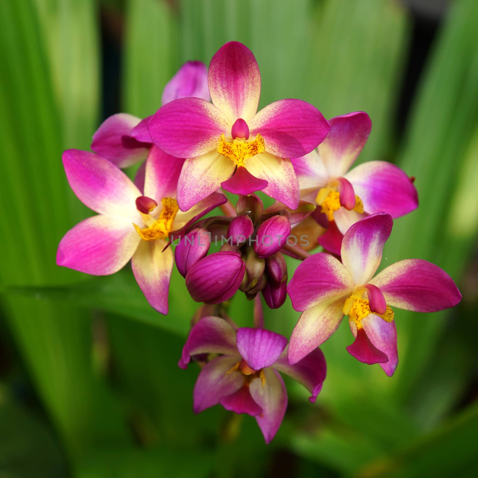 ground orchid flowers in the tropical rain forest by Noppharat_th
