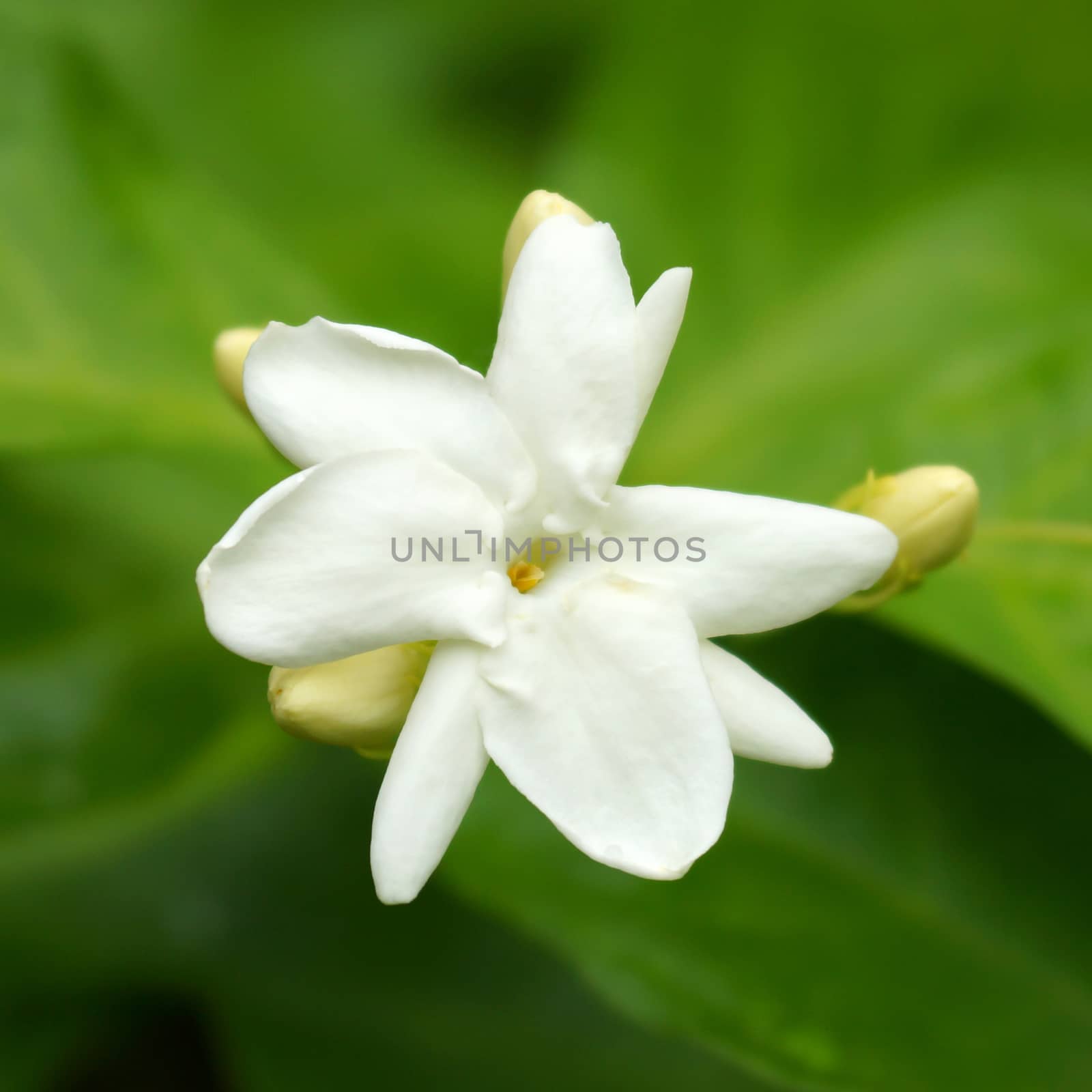 White Jasmine Flower by Noppharat_th