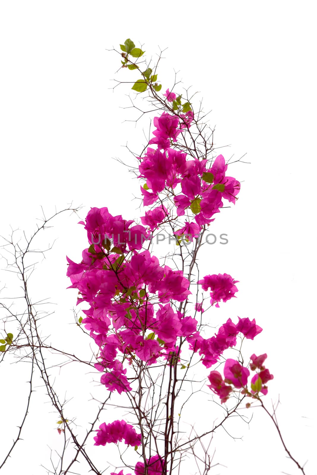 Bougainvillea isolated by Noppharat_th