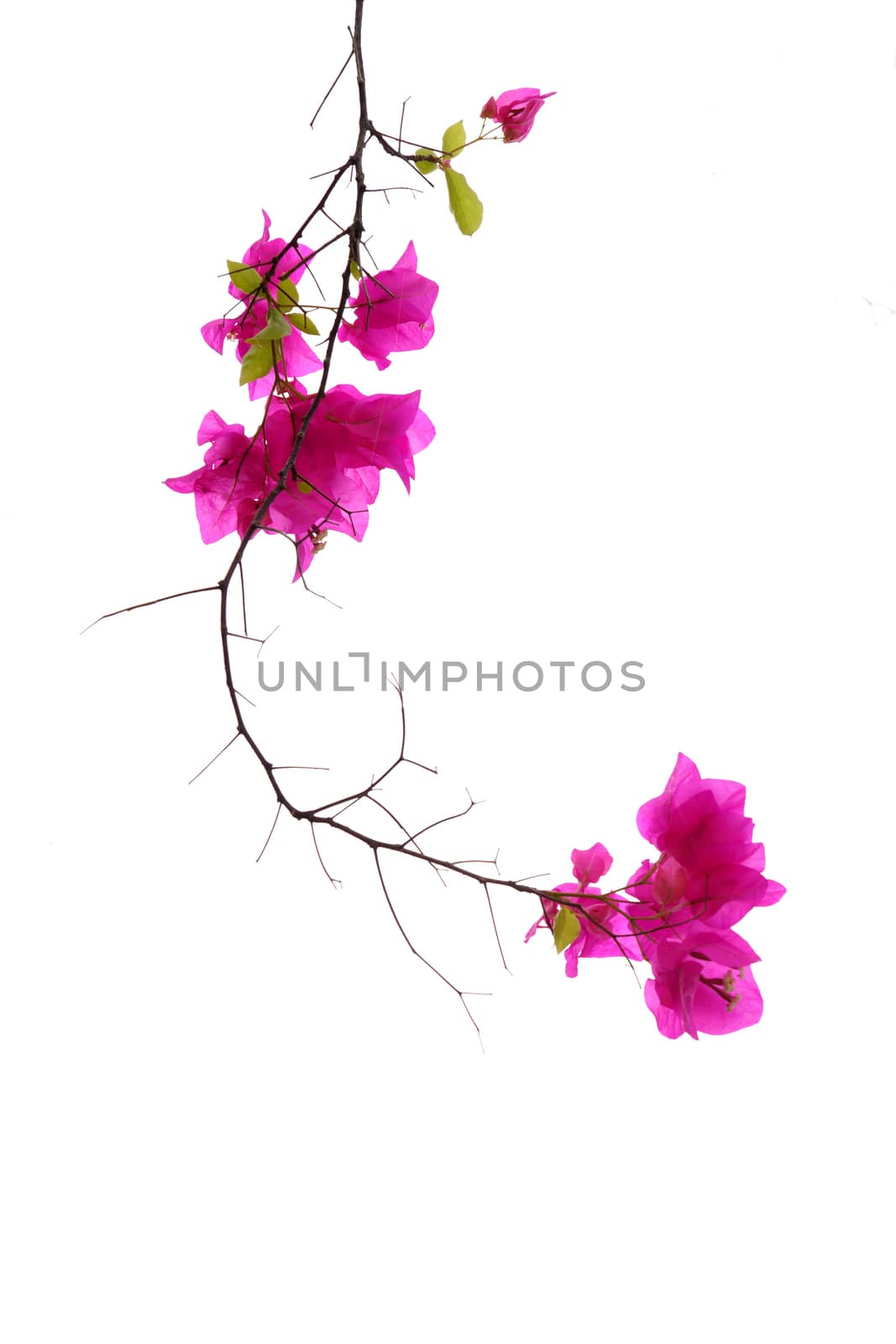 Bougainvillea isolated by Noppharat_th