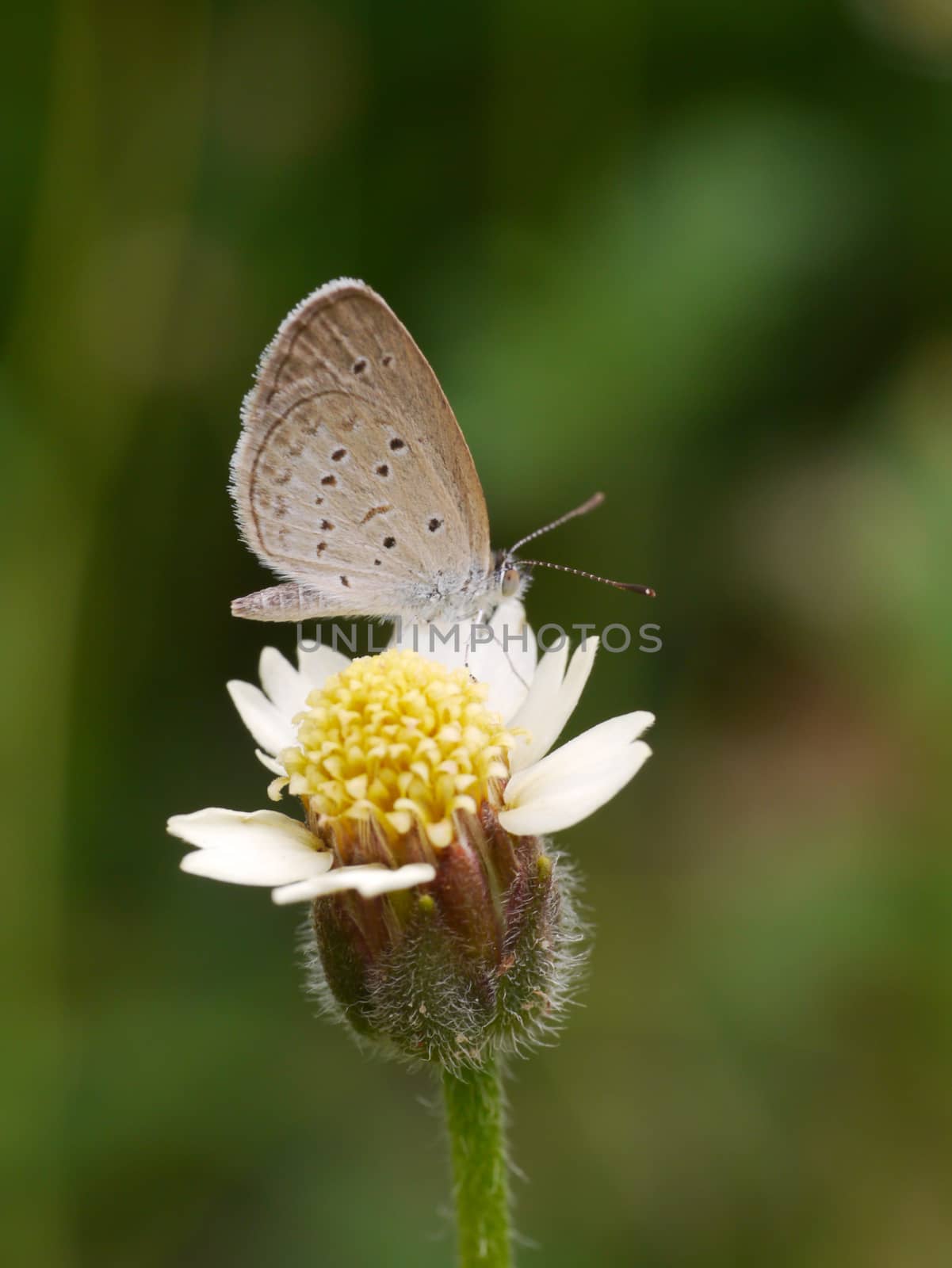 Butterfly name "Pale Grass Blue (Zizeeria maha)" on a leaves. by Noppharat_th