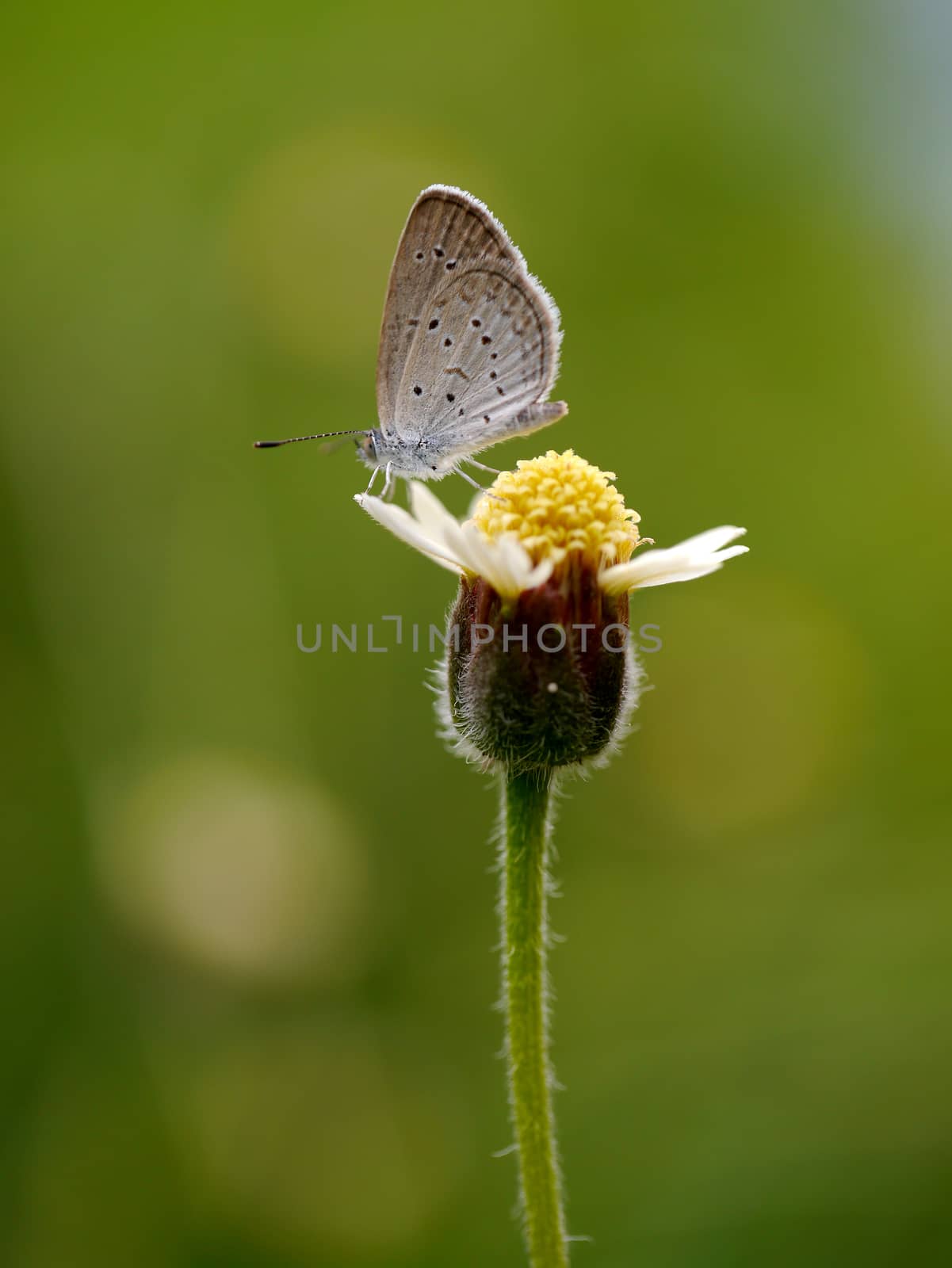 Butterfly name "Pale Grass Blue (Zizeeria maha)" on a leaves. by Noppharat_th