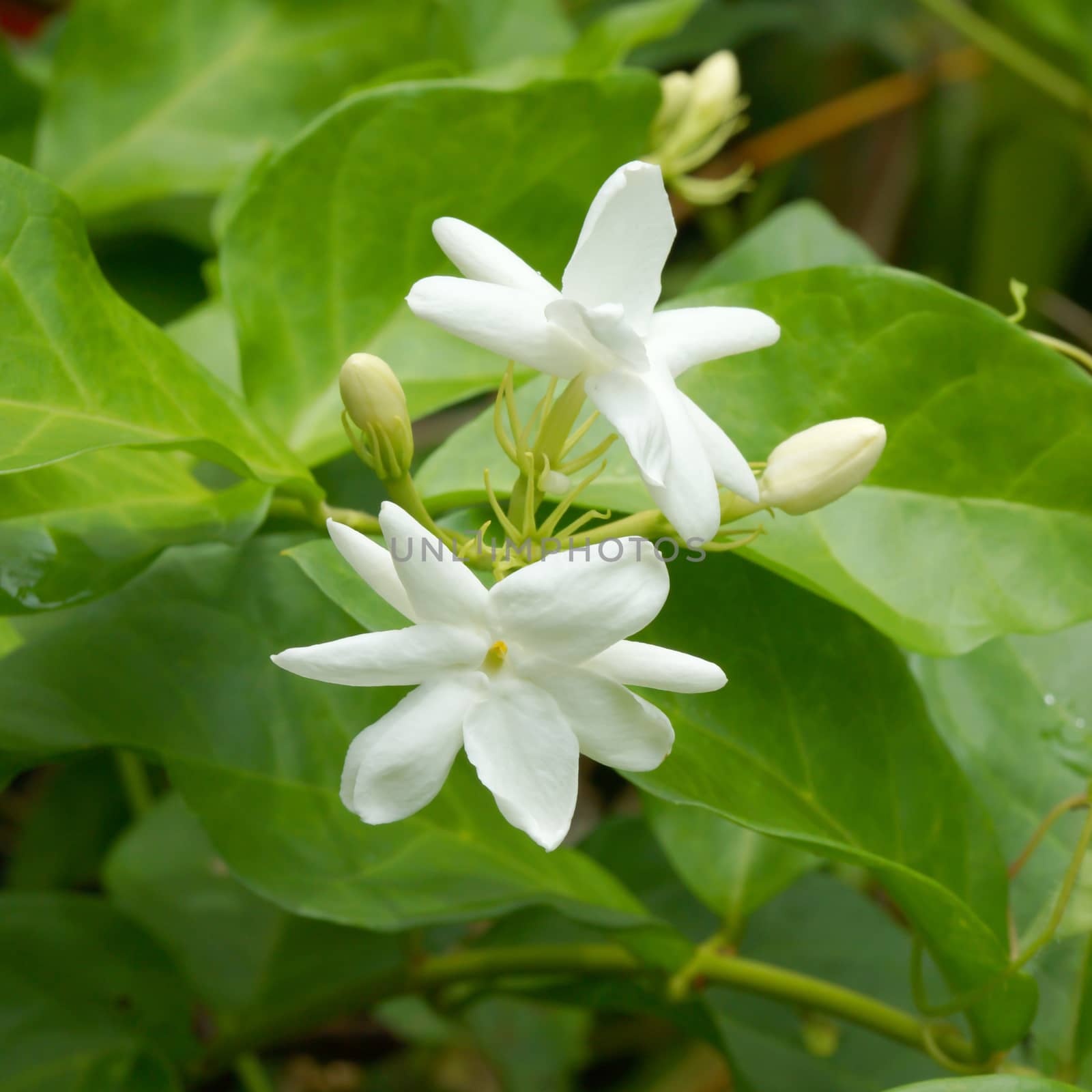 White Jasmine Flower (Jasminum) by Noppharat_th