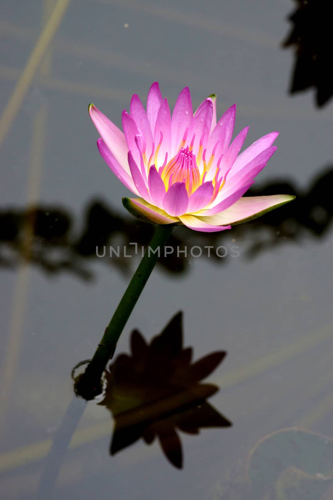 Pink lotus blossoms or water lily flowers blooming on pond