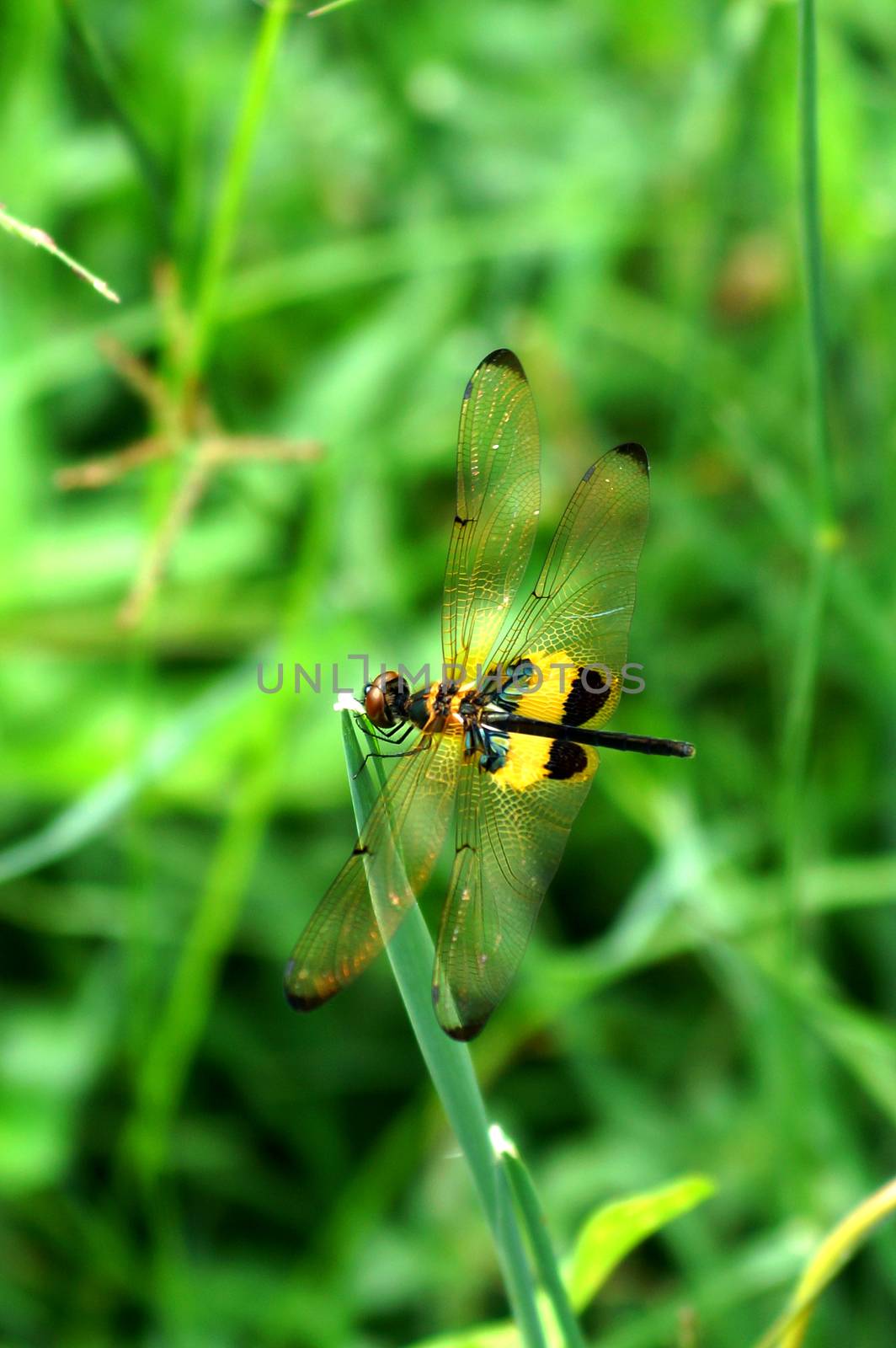 Dragonfly 'Neurothemis tullia male' by Noppharat_th