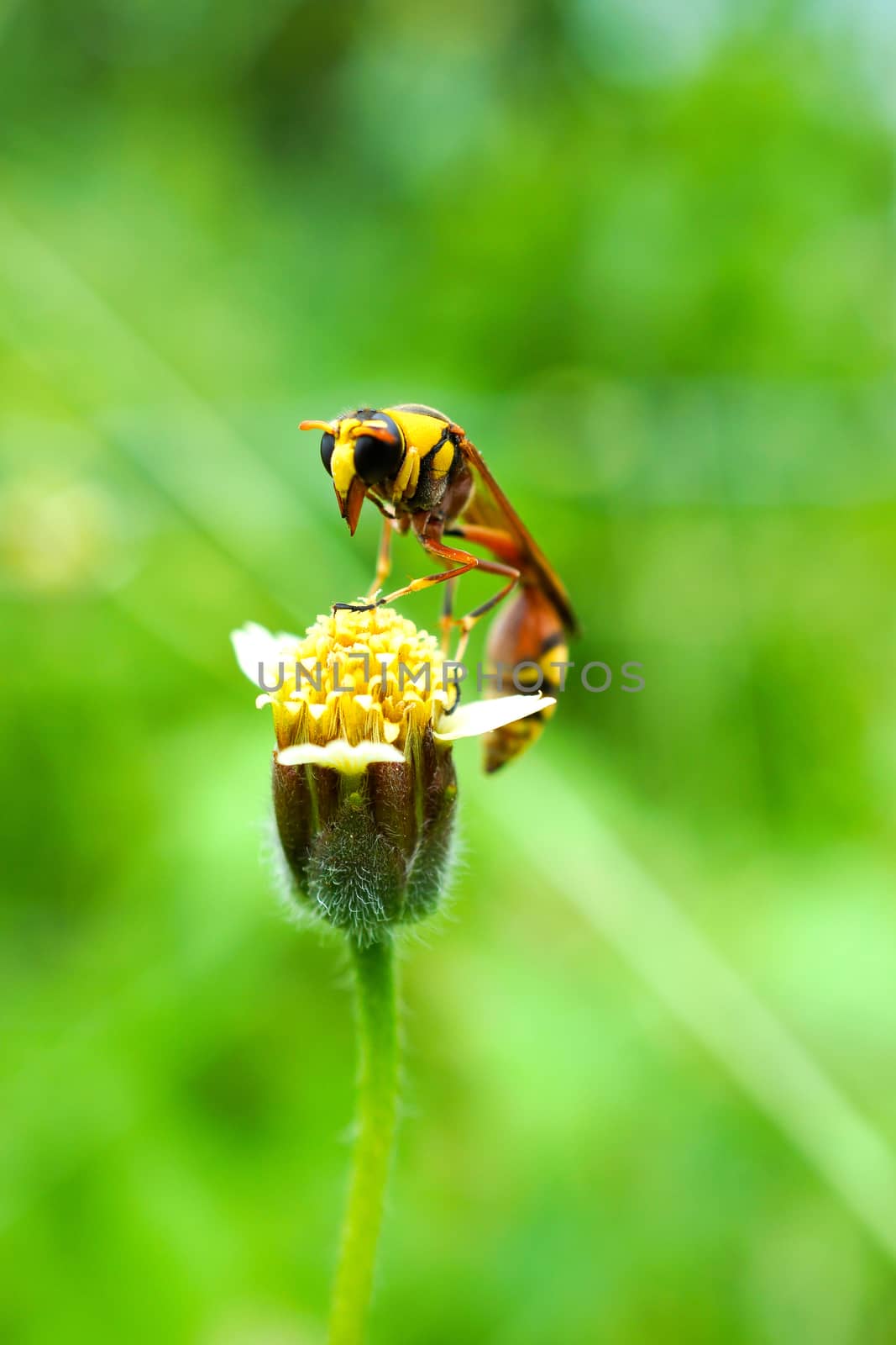 Insect names Sceliphron spirifex on flower.