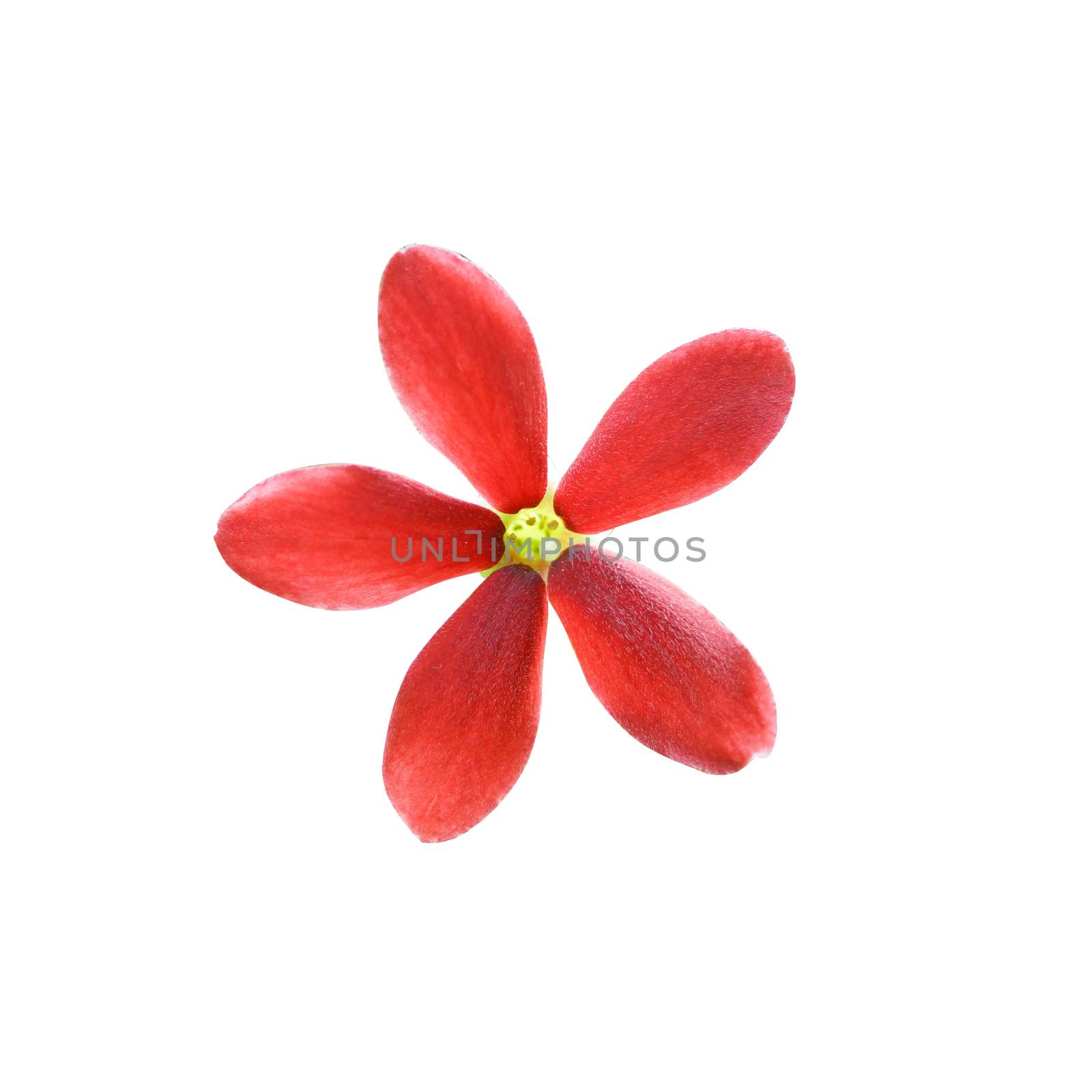 Red flower of Rangoon creeper.