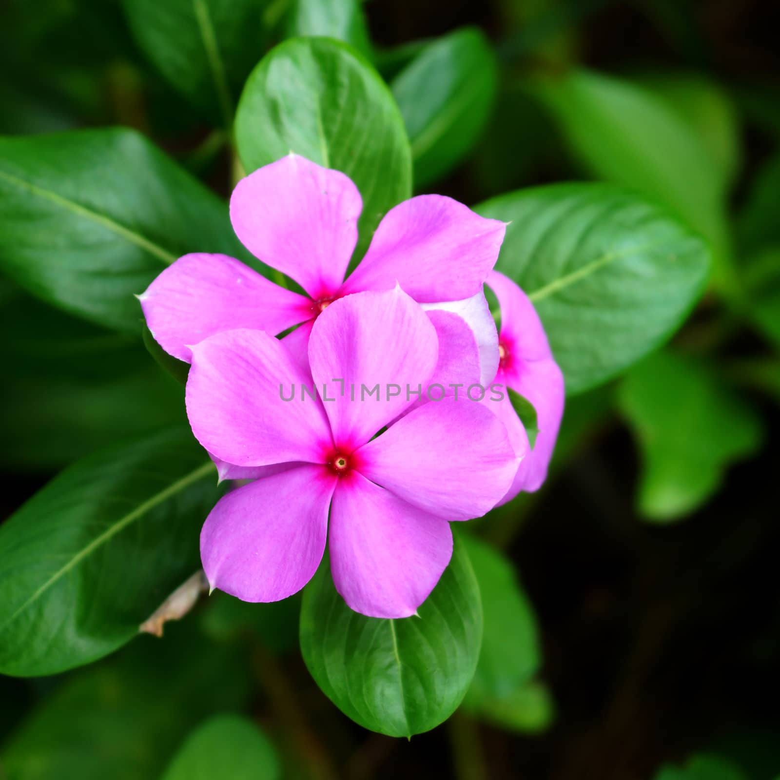 Beautiful pink vinca flowers (madagascar periwinkle) by Noppharat_th