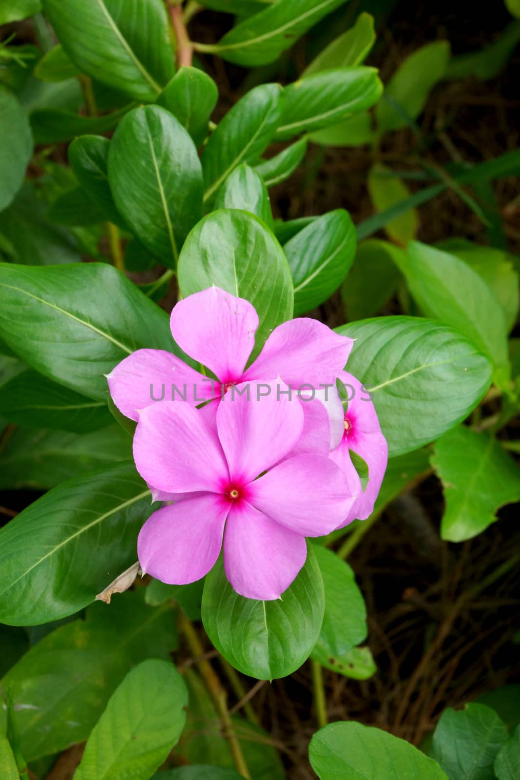 Beautiful pink vinca flowers (madagascar periwinkle)