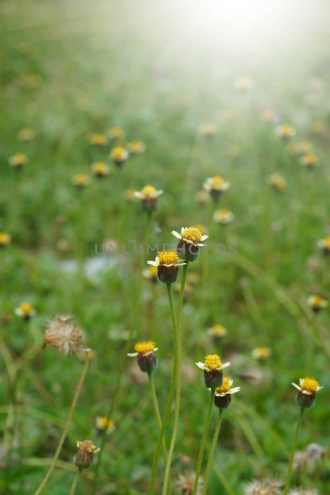 Mexican daisy (Tridax procumbens L.)