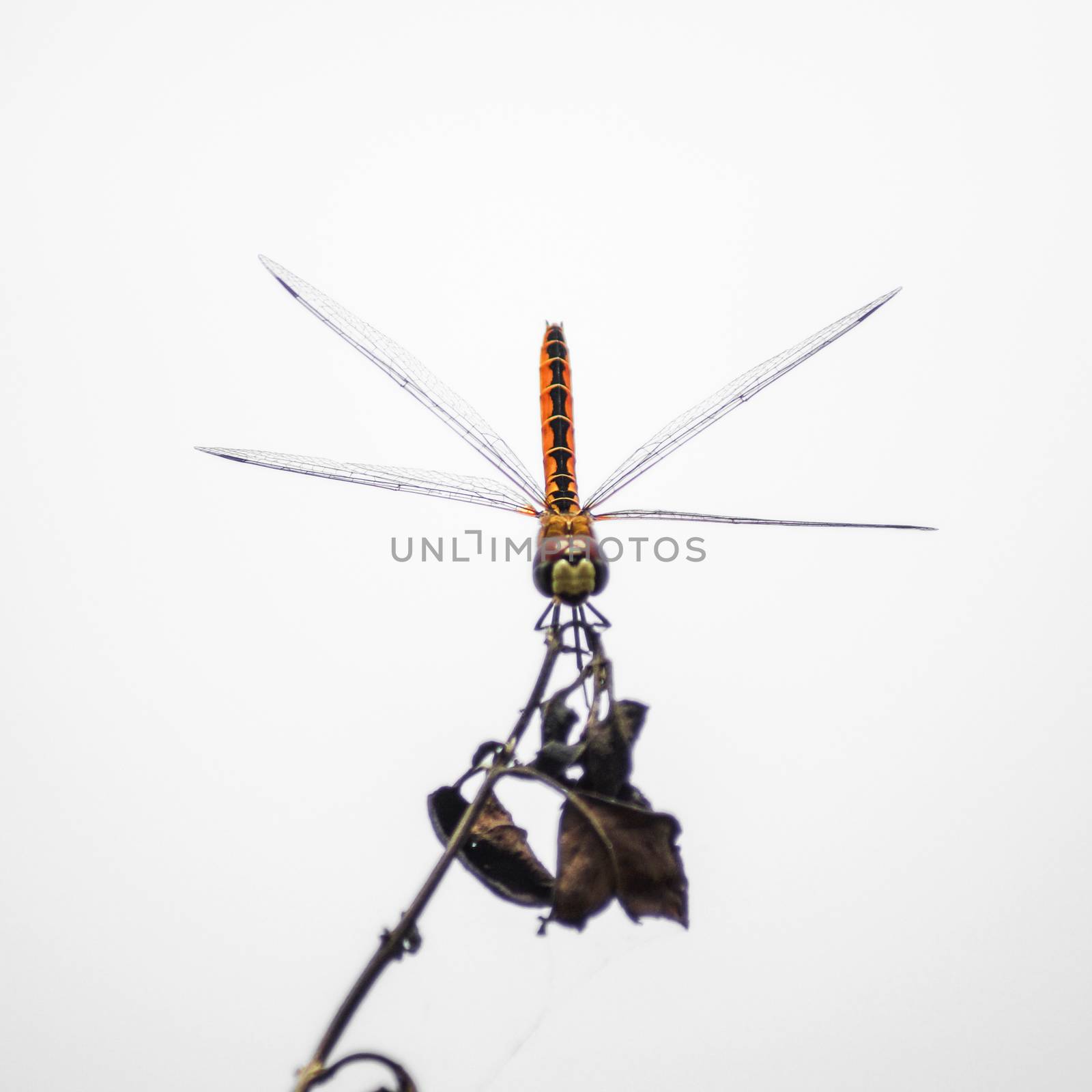 Dragonfly "The red purple male libelluid, Trithemis aurora" on a by Noppharat_th