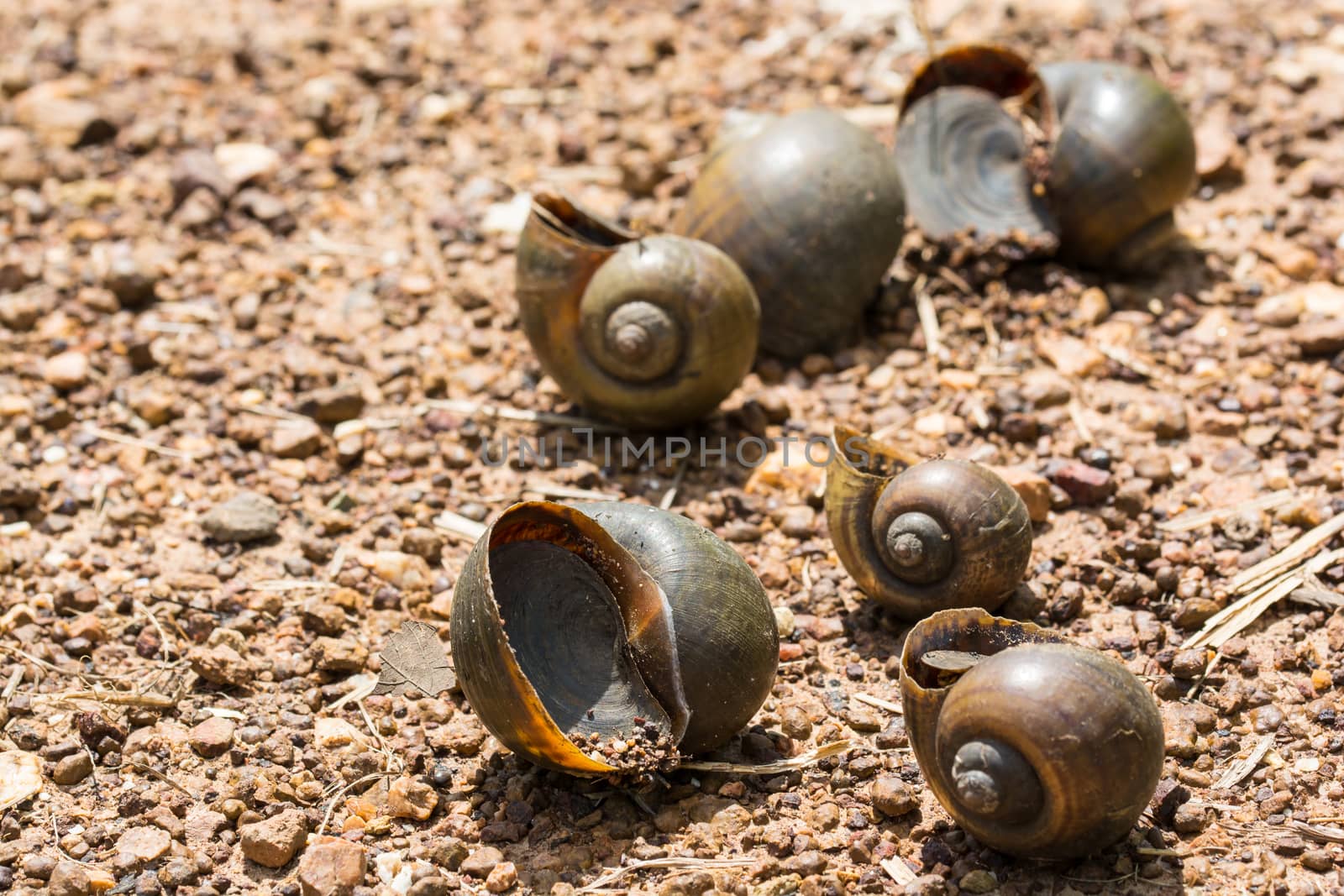snails died on the sand rock under the hot sun light