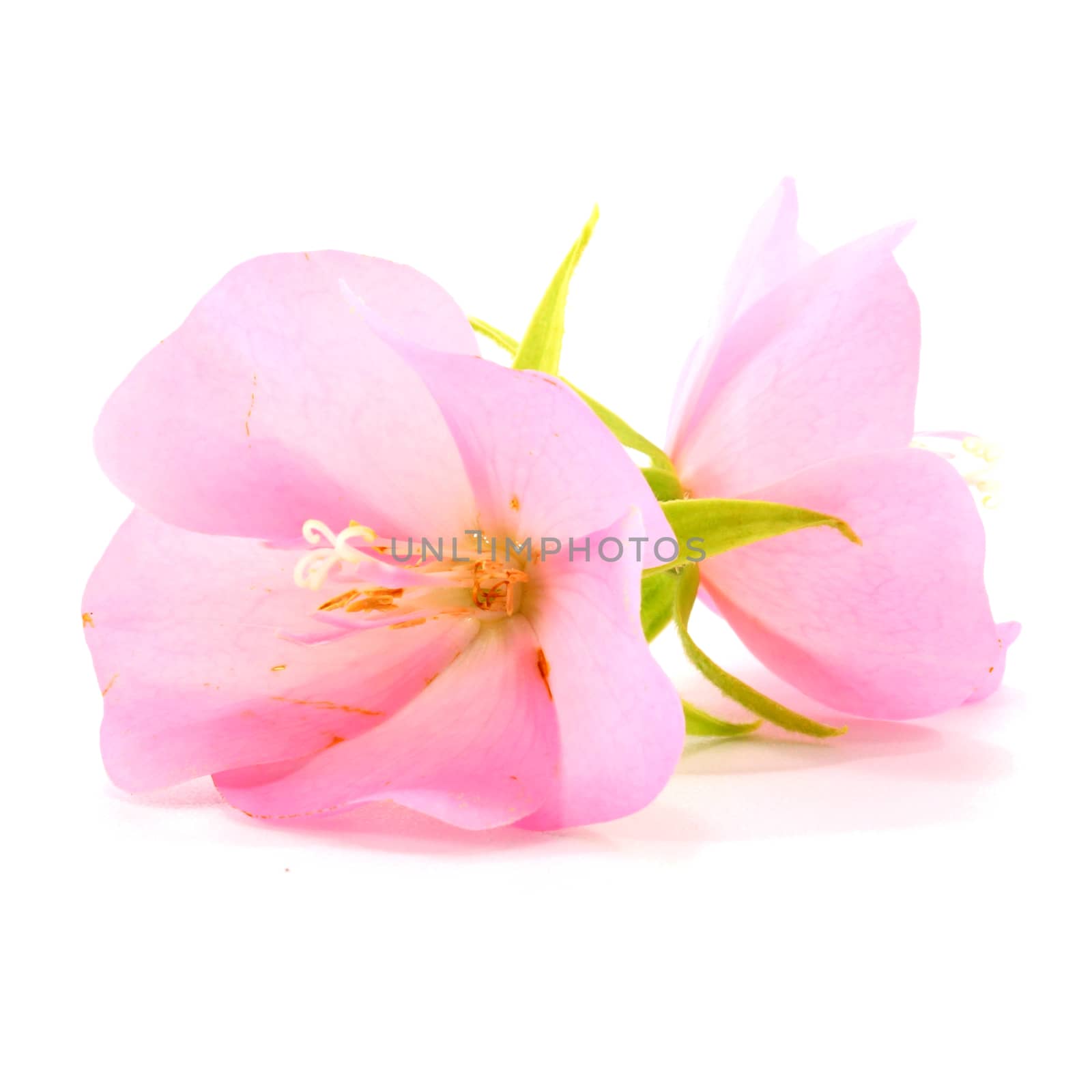Pink flower Rose of Sharon (Hibiscus syriacus)