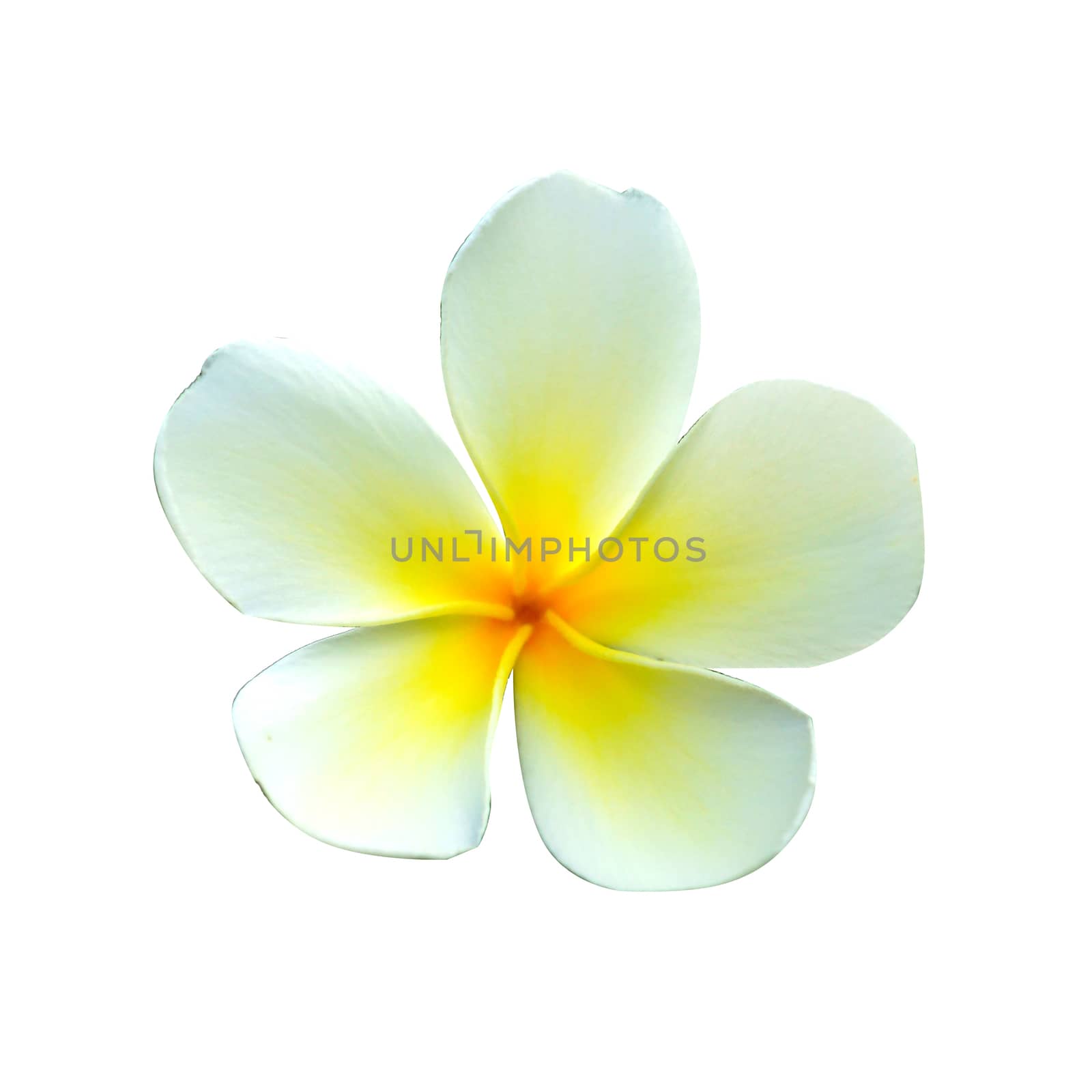white and yellow frangipani flowers by Noppharat_th