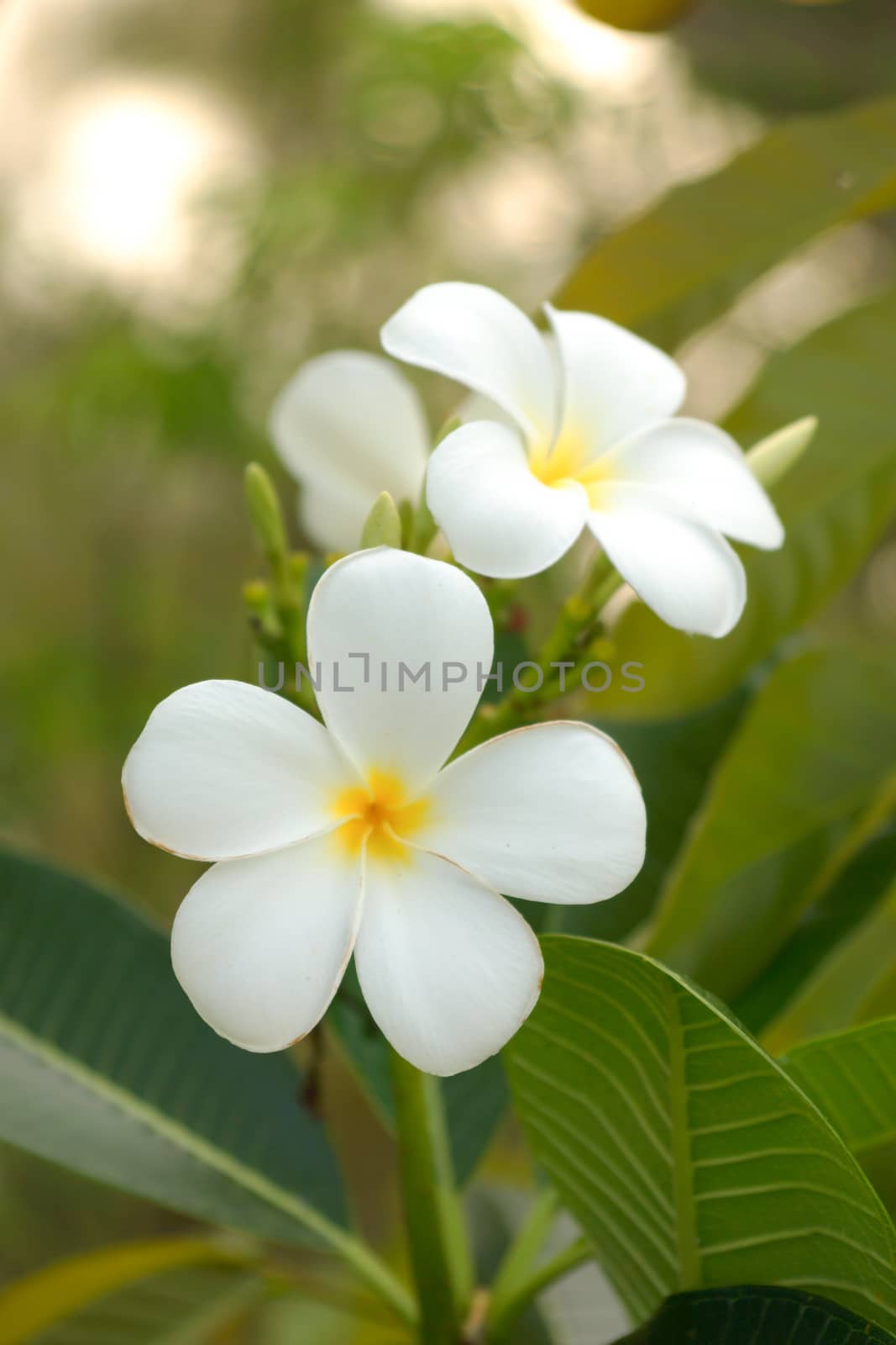 white and yellow frangipani flowers