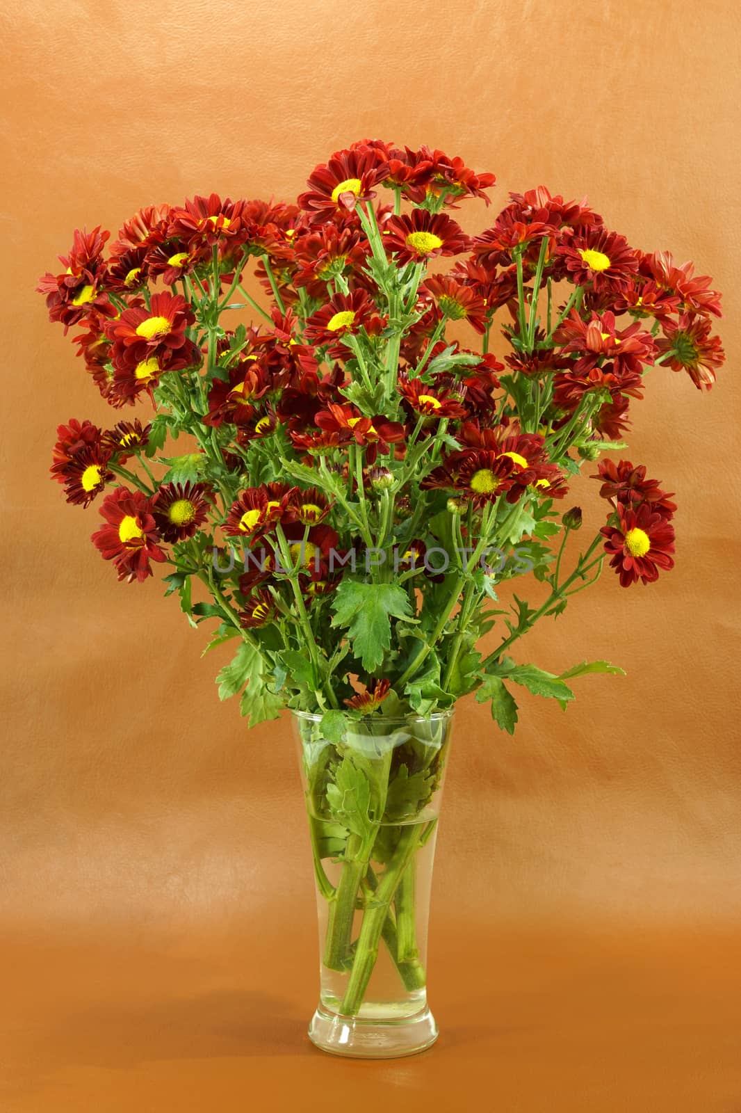 Red chrysanthemum; Dendranthemum grandifflora.