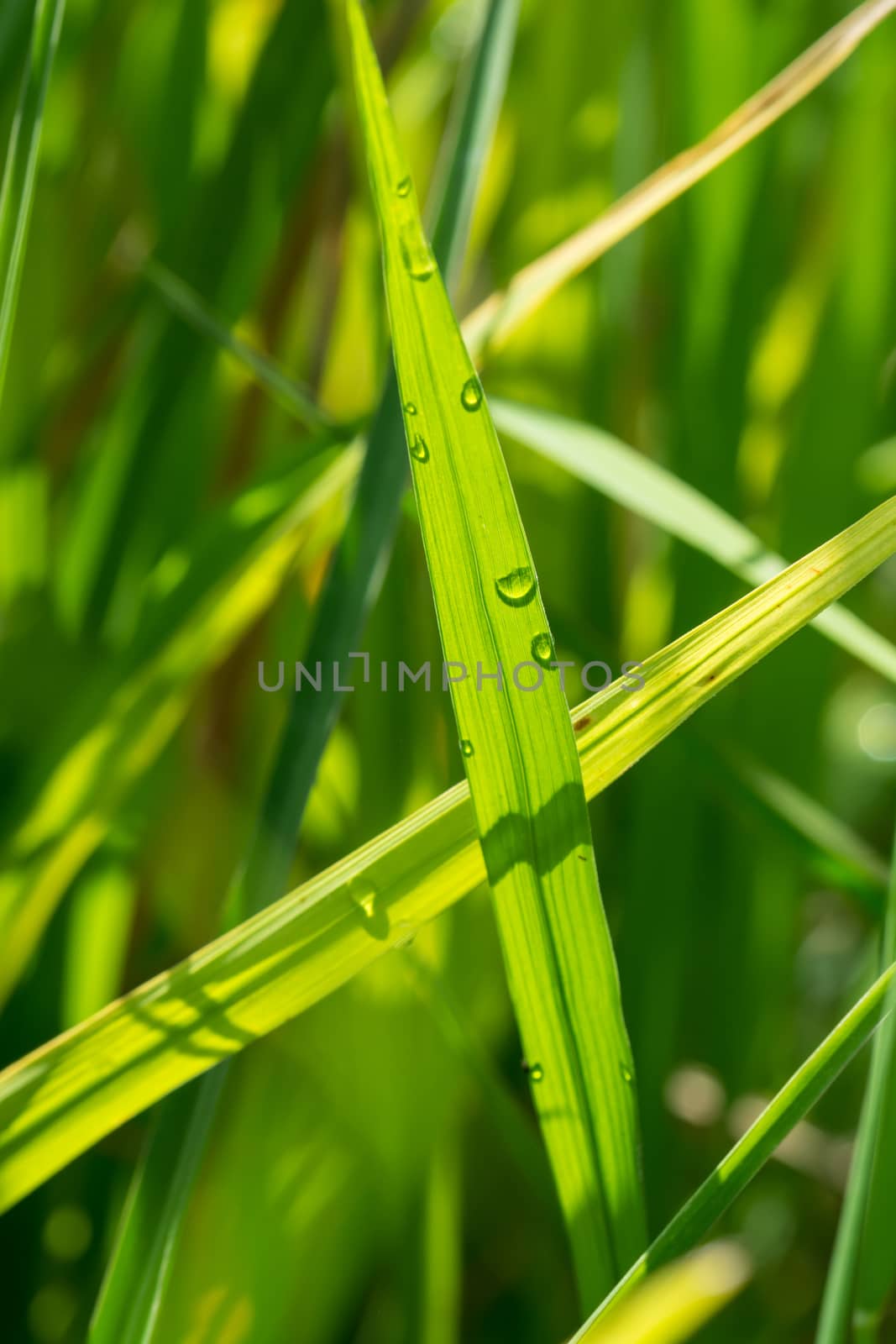 dew drop behind rice leaf by faa069913827