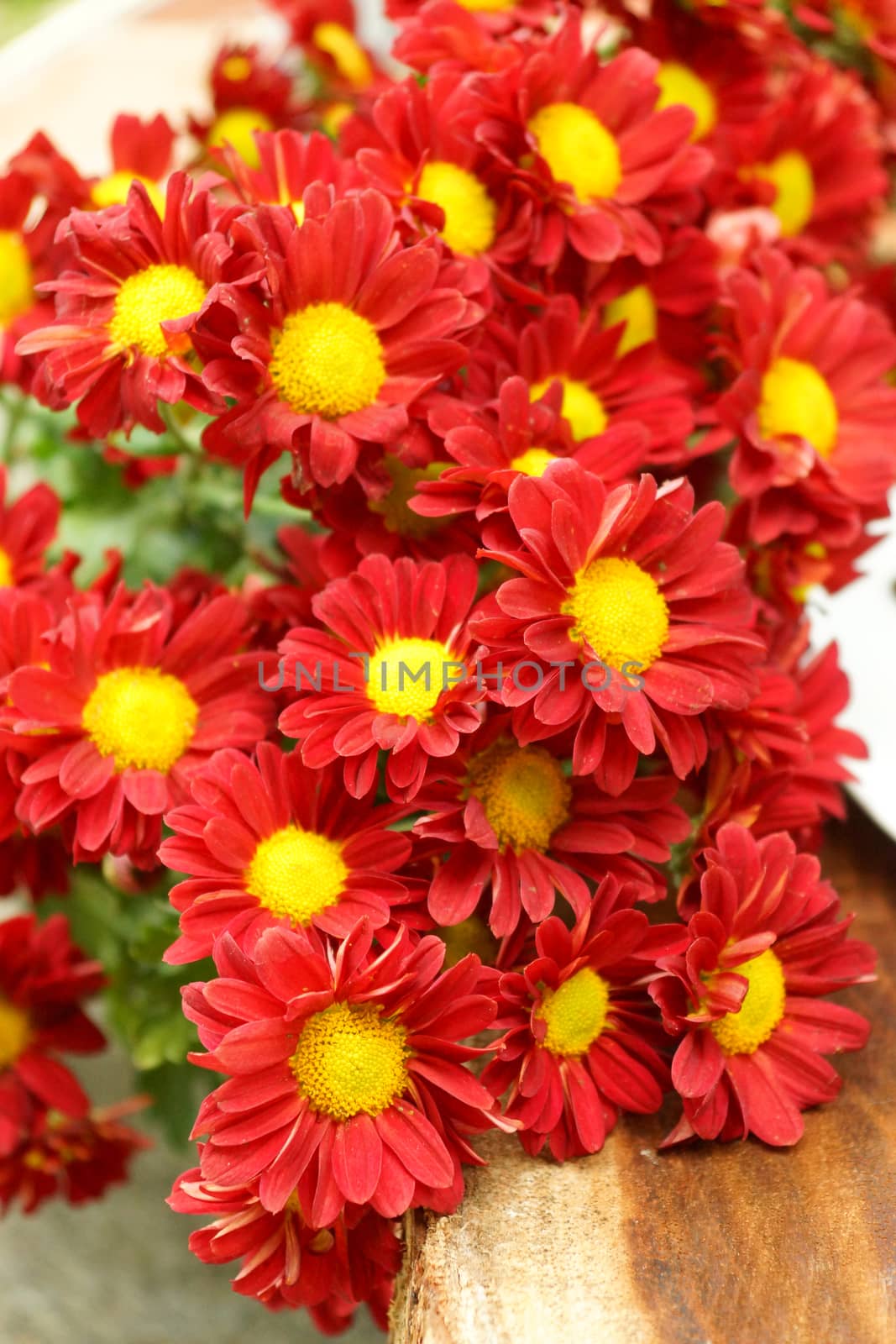 Red chrysanthemum flower ; Dendranthemum grandifflora.