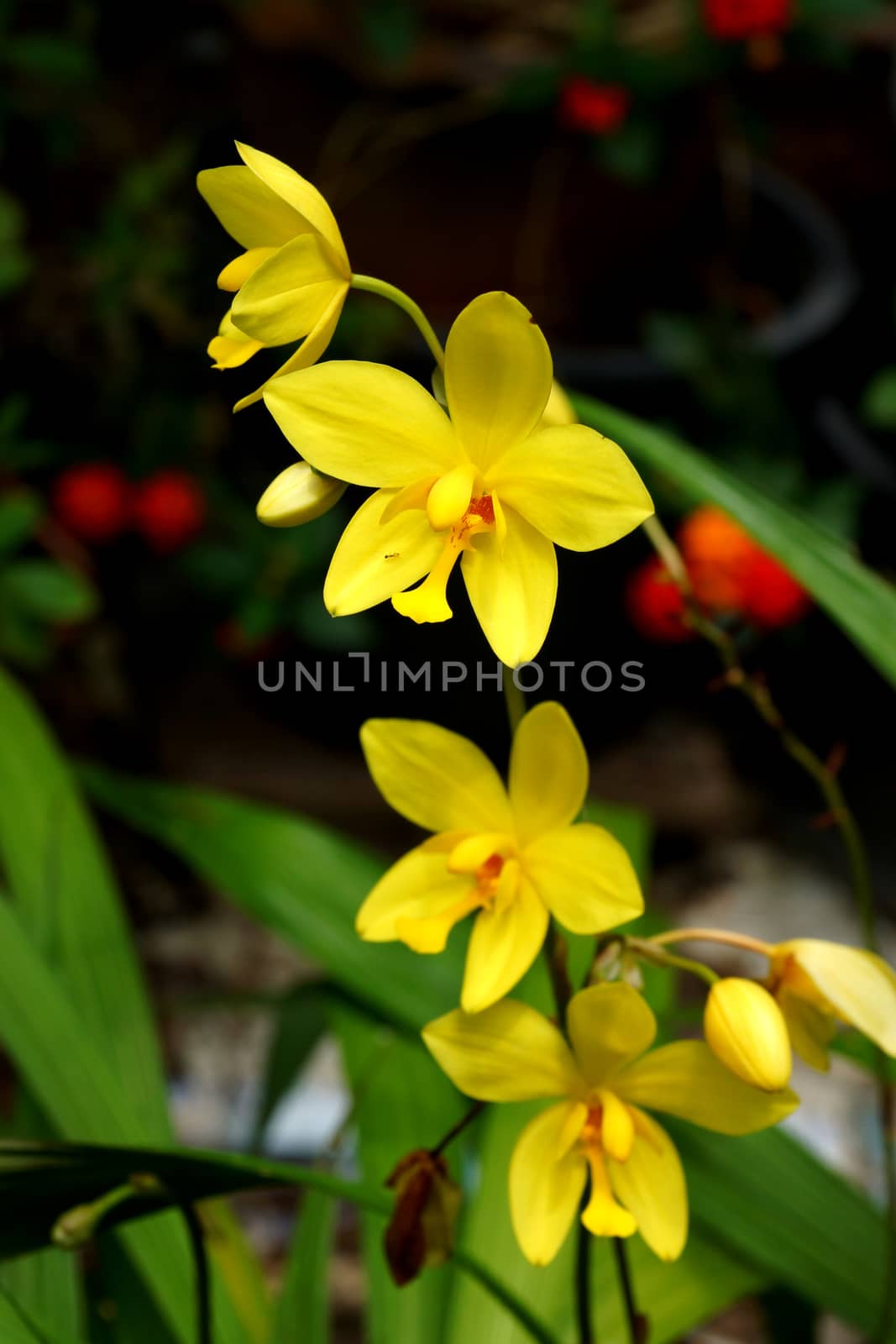 Yellow orchid flowers in the tropical rain forest.