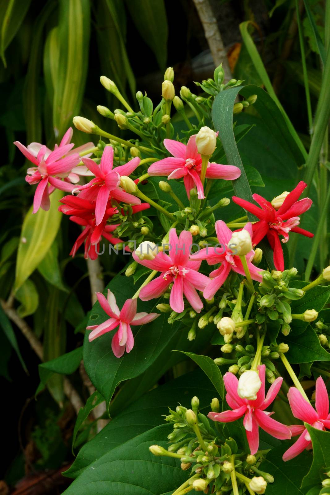 Beautiful flower of Rangoon creeper. by Noppharat_th