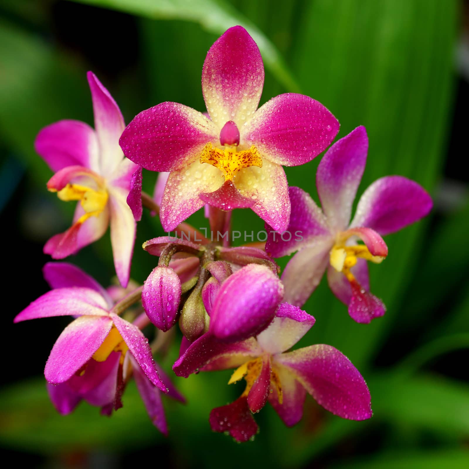 ground orchid flowers in the tropical rain forest by Noppharat_th