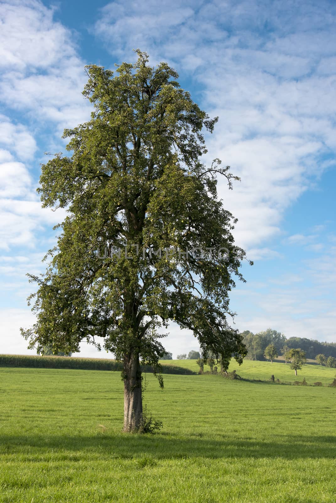 solitary tree in grass in belgium landscape
