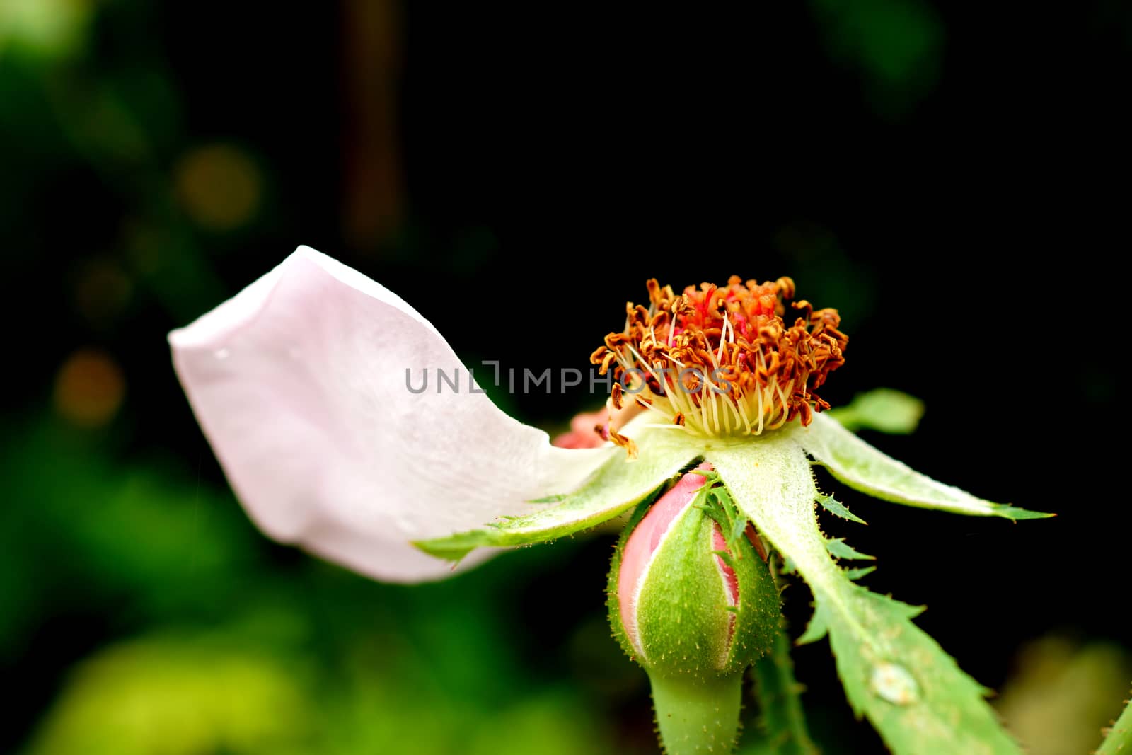 Pollen rose.