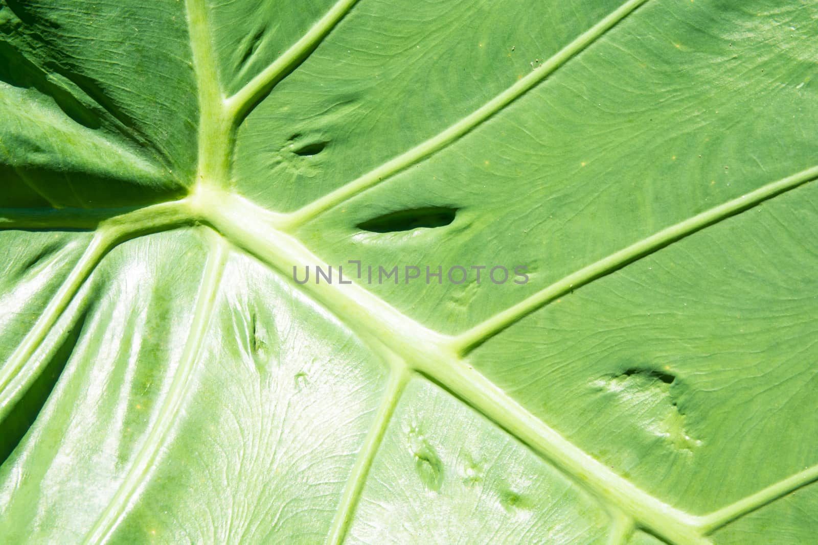 texture of a green leaf as background ideal for wallpaper and background purposes