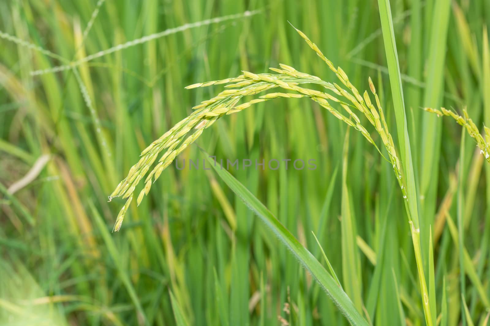 the beautiful green rice field under the sun light and blue sky