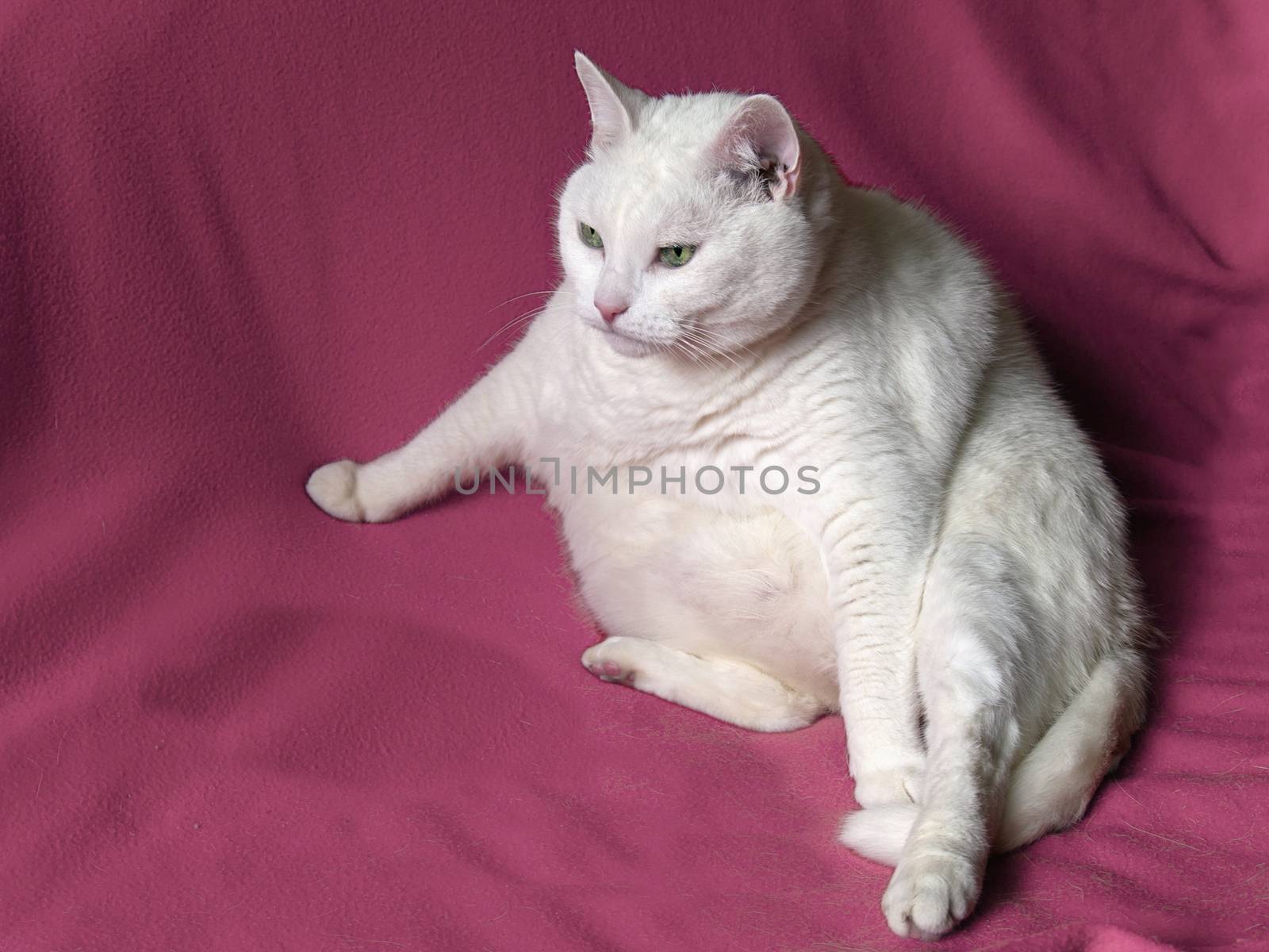 Thick White Cat on Pink Blanket by GNNick