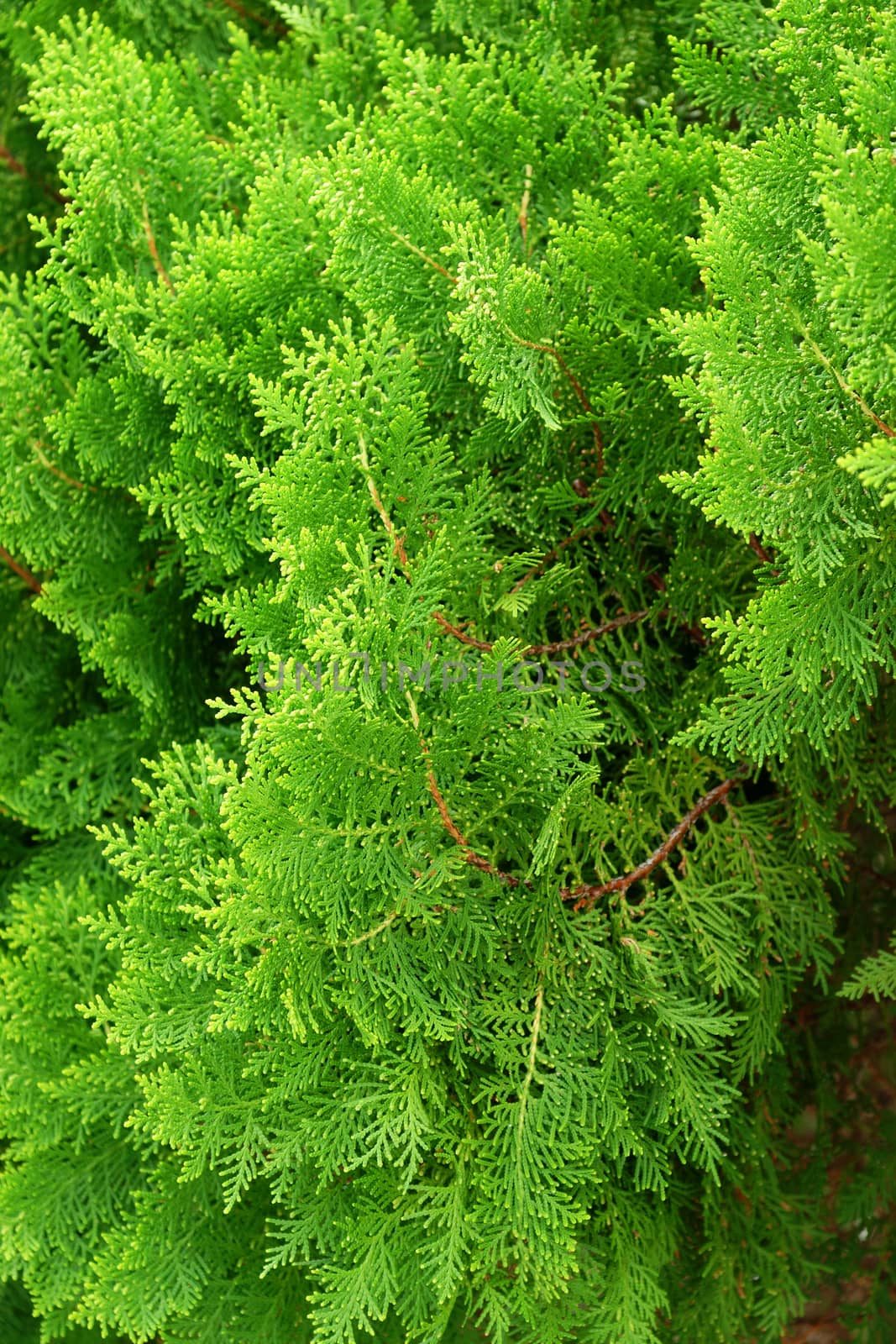 Leaves of pine tree or Oriental Arborvitae , Scientific Name:Thuja Orientalis