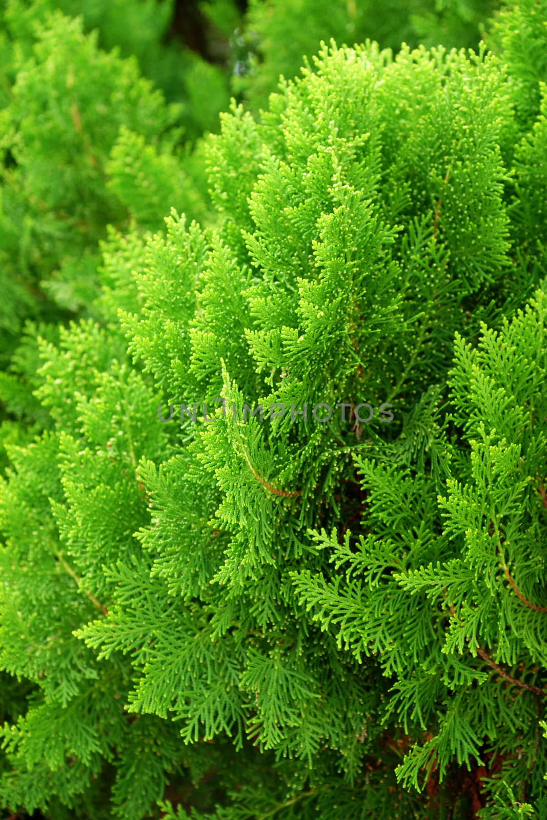 Leaves of pine tree or Oriental Arborvitae , Scientific Name:Thu by Noppharat_th