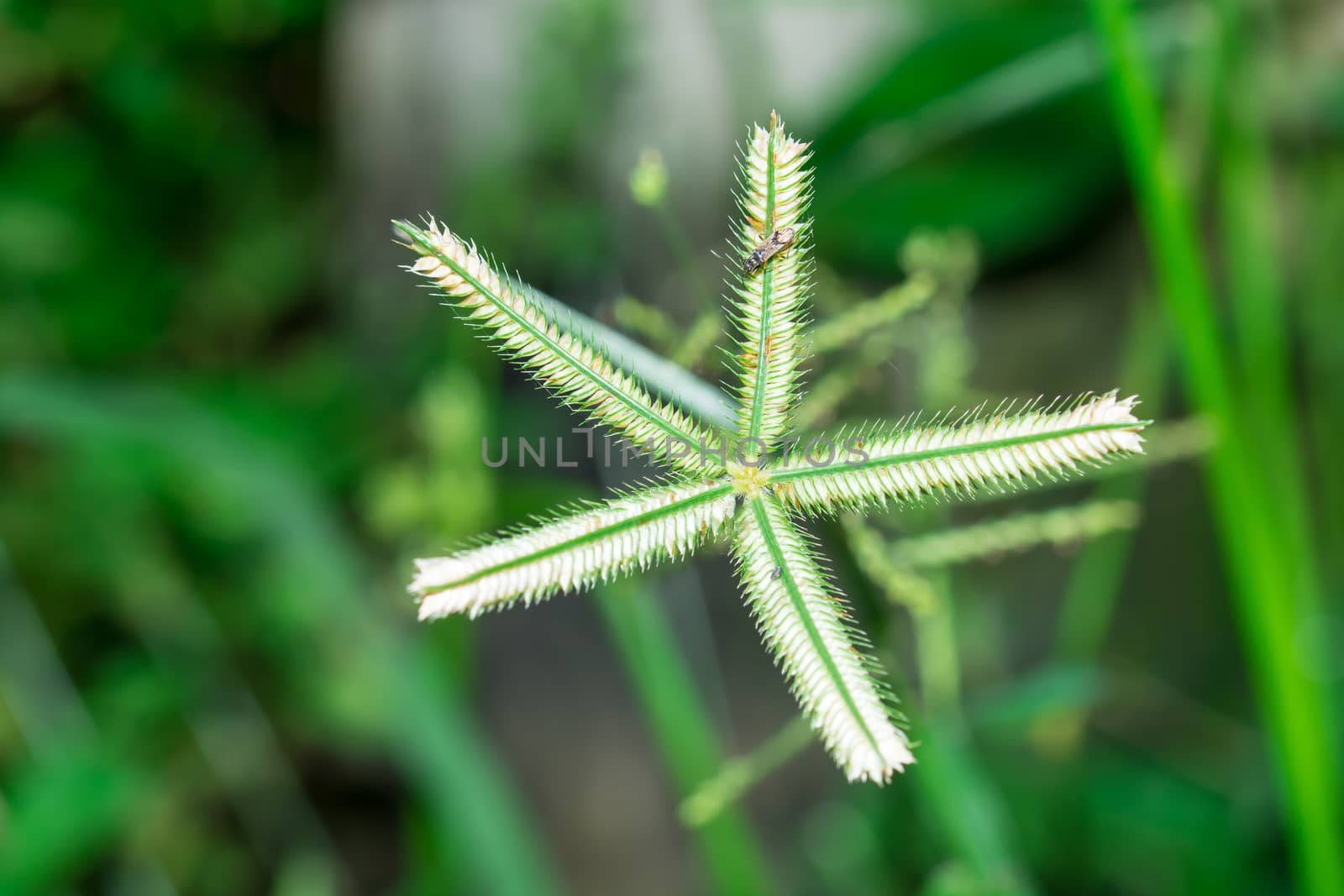 the beautiful unseen local Thai star grass flower under sunlight