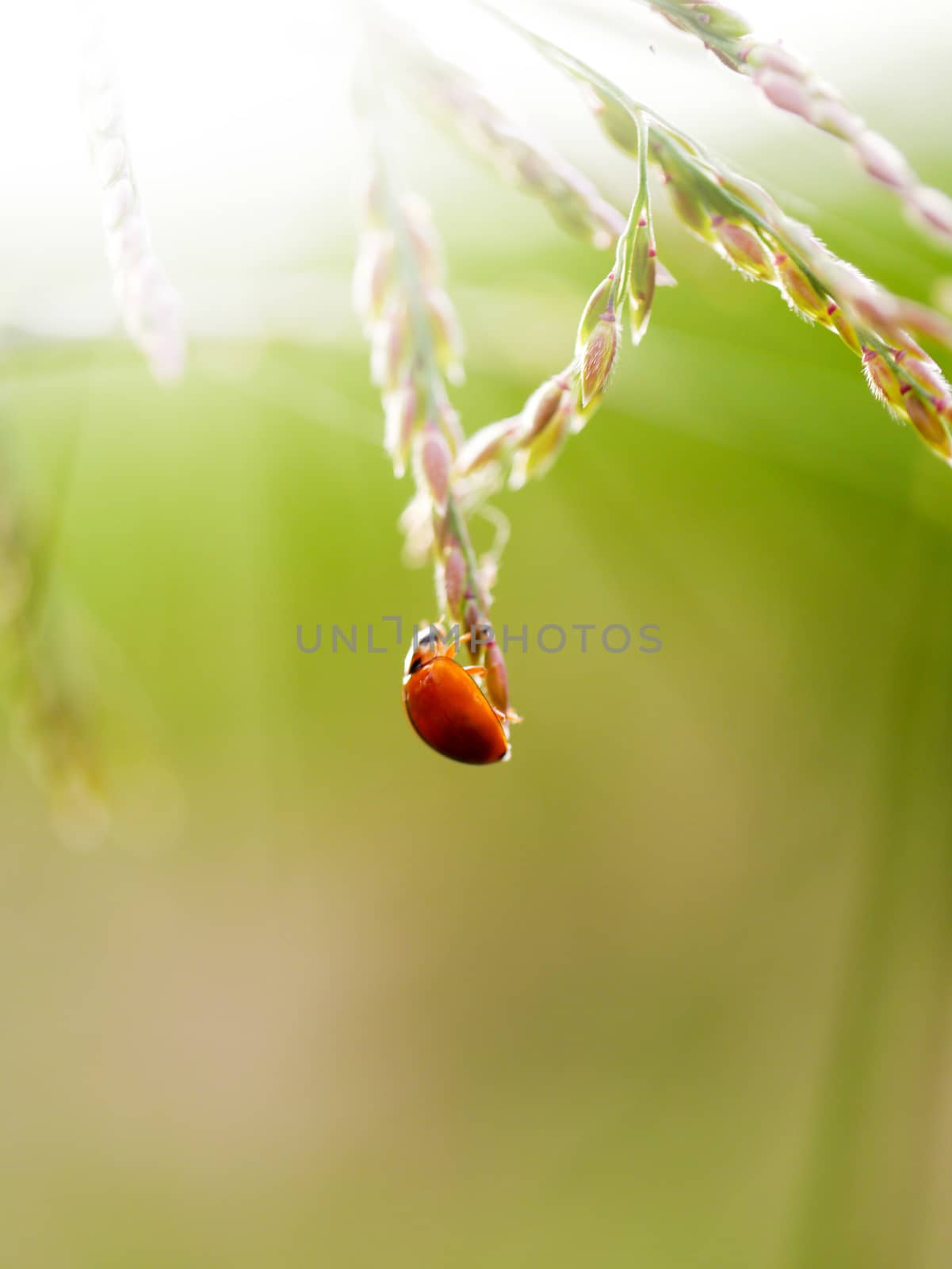 Ladybug on green grass by Noppharat_th