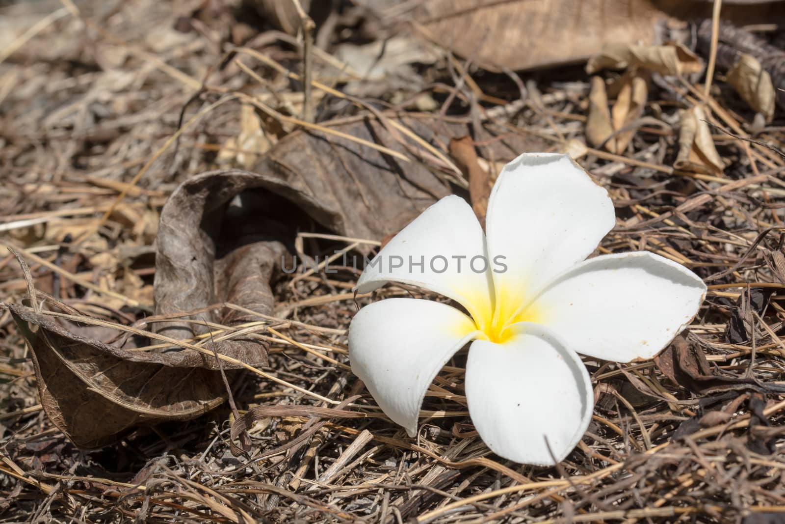 the gorgeous plumeria (frangipani) flowers on the ground under the sun light
