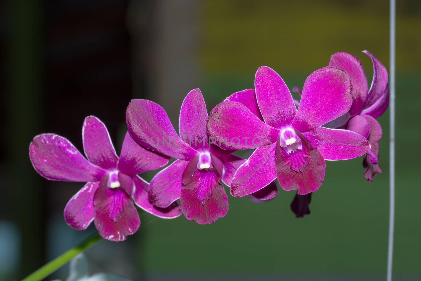 purple orchid by faa069913827