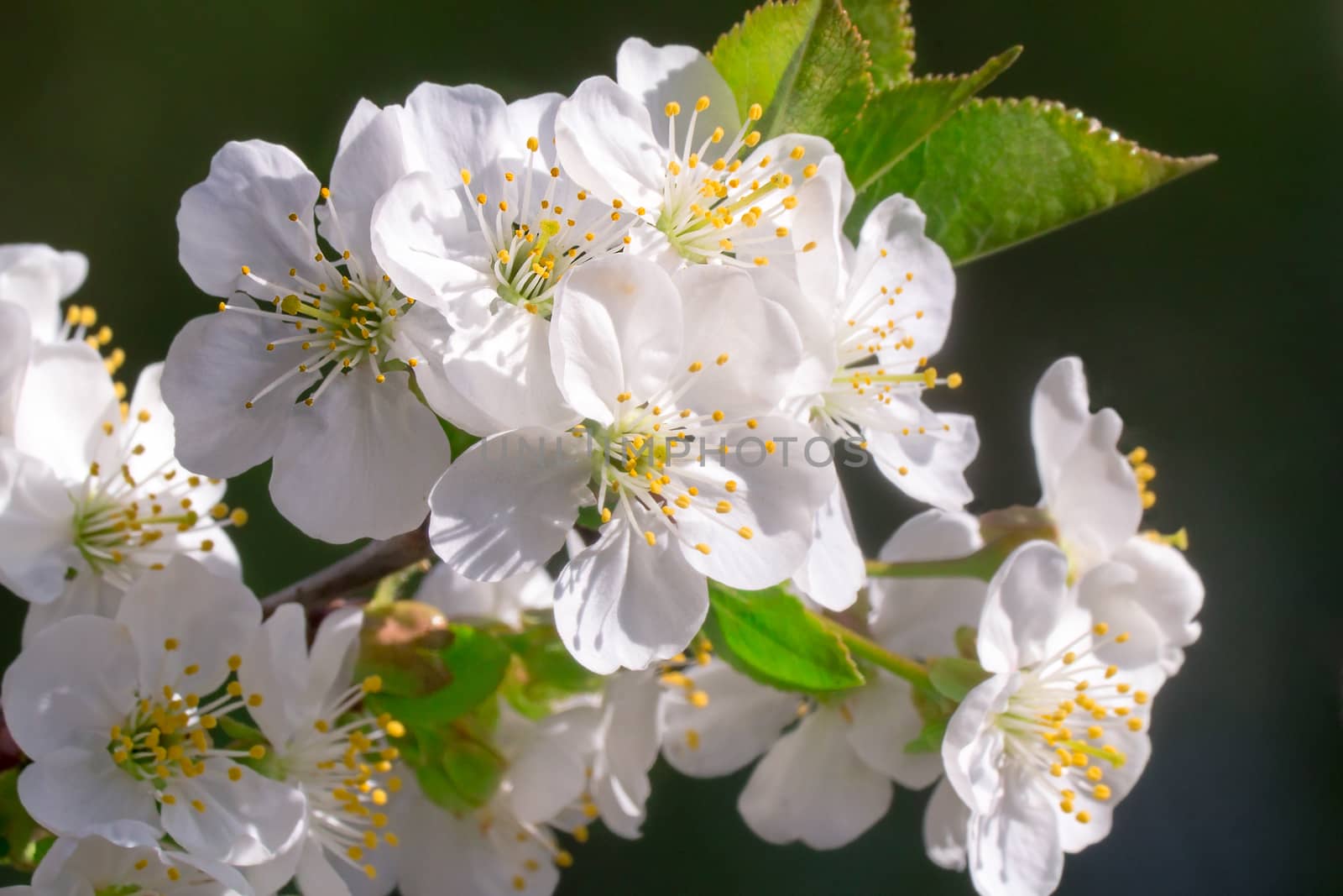 Branch of blossoming cherry with a large amount of white colors against a green garden
