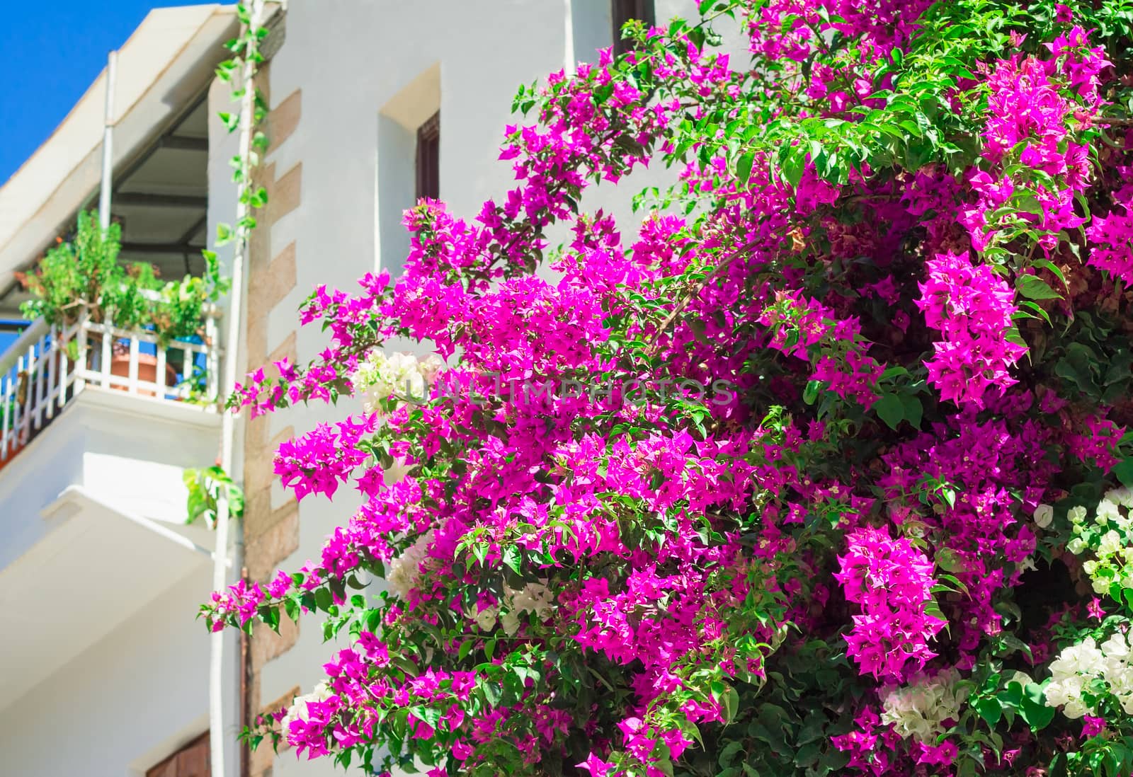 Building facade fragment on which balcony ornamental plants with a large amount of bright pink colors grow.