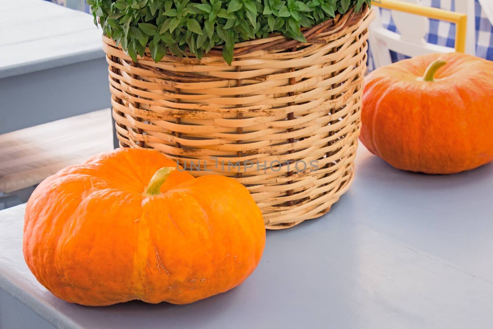 On a table two big orange pumpkins and a wattled basket with green plants are located.