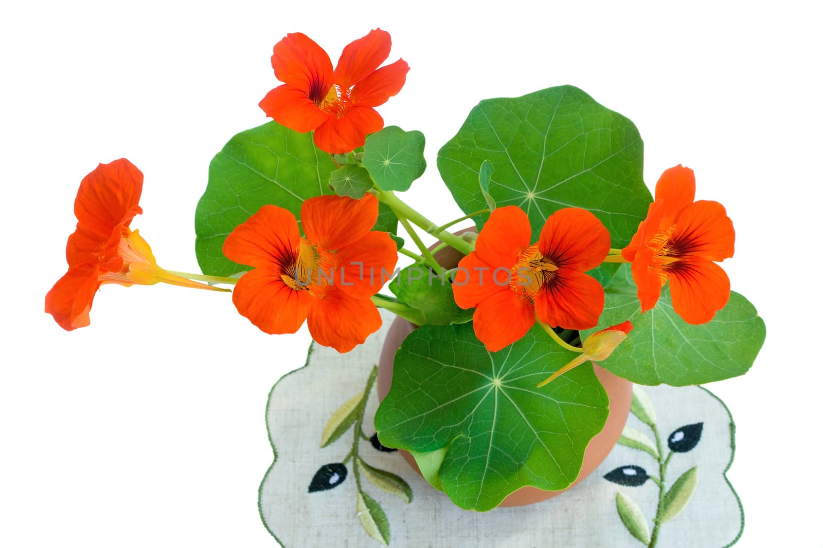 Bright orange flowers of a nasturtium with roundish green leaves in a ceramic vase. Are presented on a white background.