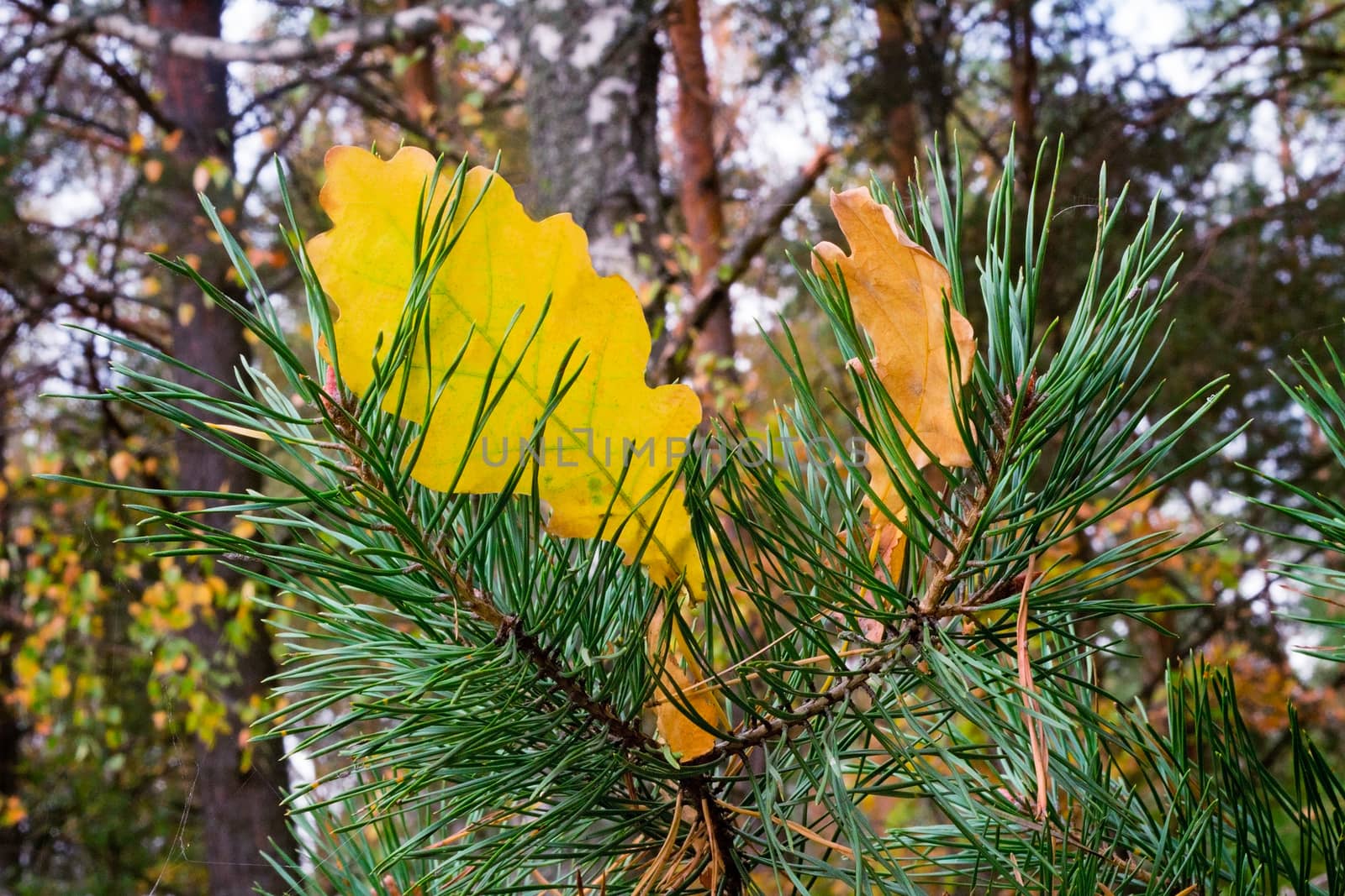On a pine branch between needles there are fallen-down yellow leaves of an oak.