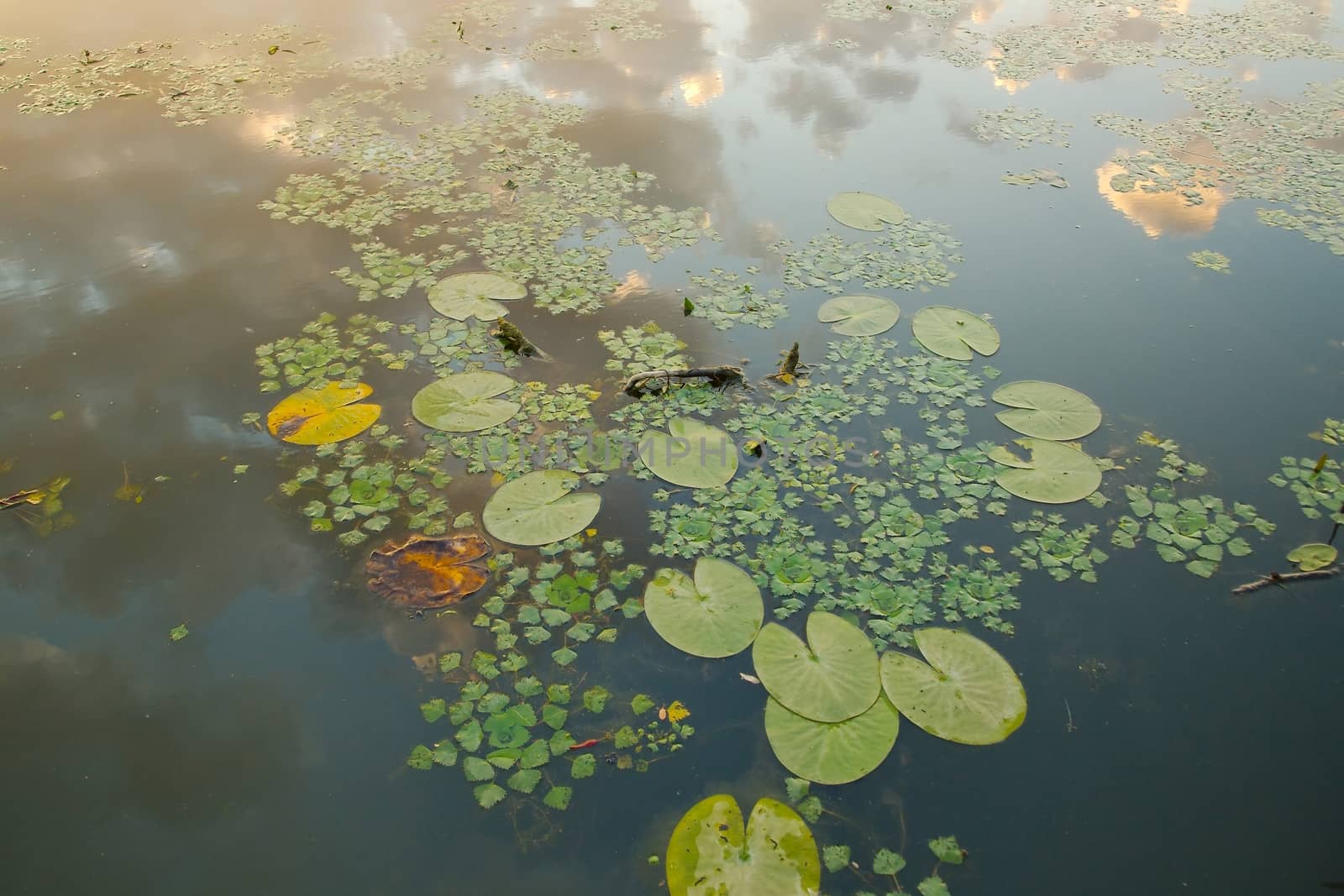 Water surface with lily plants