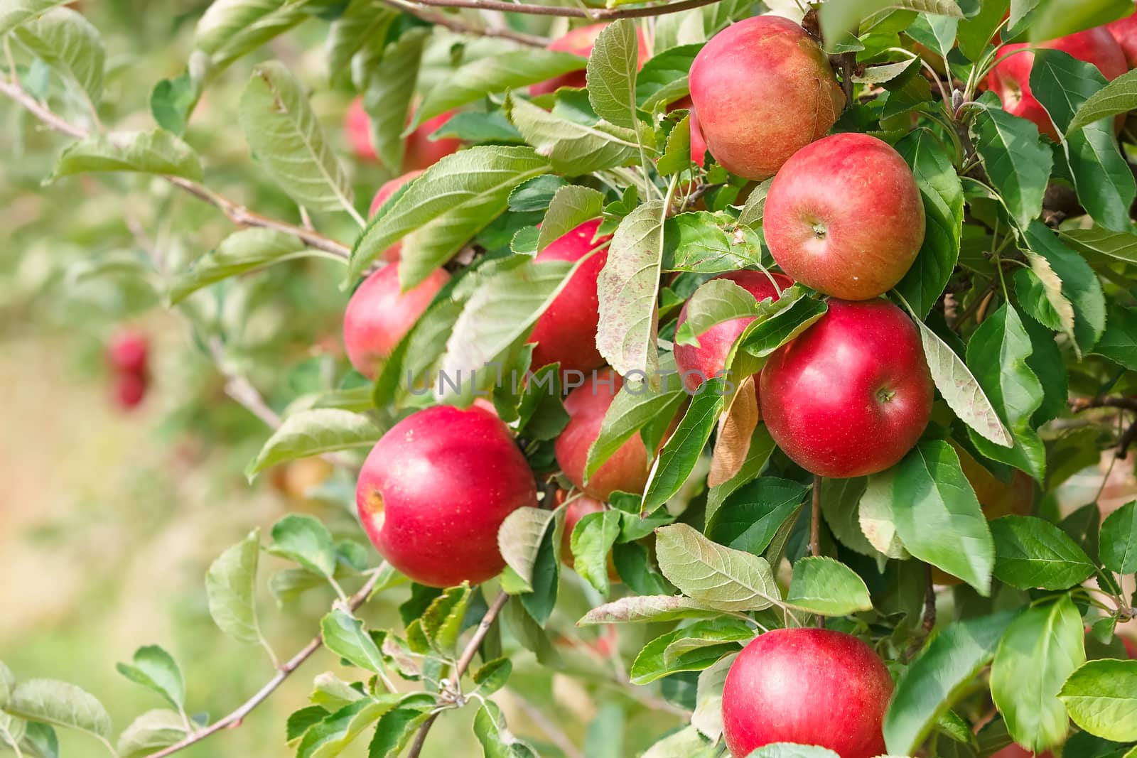 Red ripe apples on the trees in an apple orchard. Selective focus