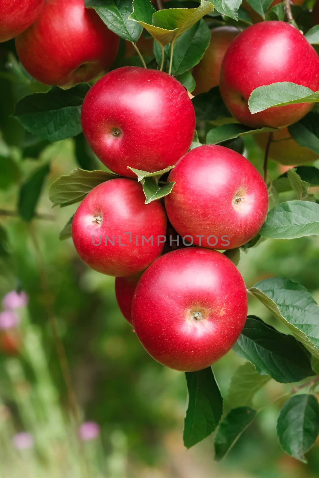 Bunch of red apples on a branch ready to be harvested. Selective focus