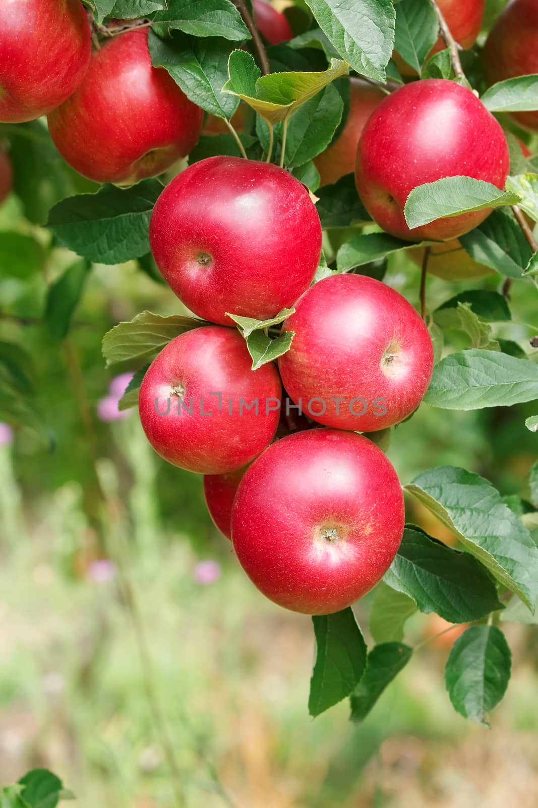 Red apples on branch by Slast20