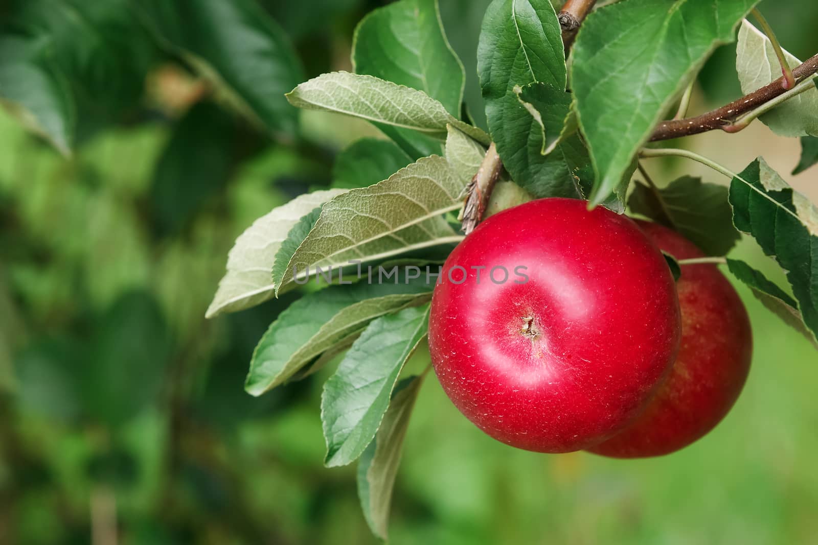 Red apples on a branch ready to be harvested. Selective focus. Copy space