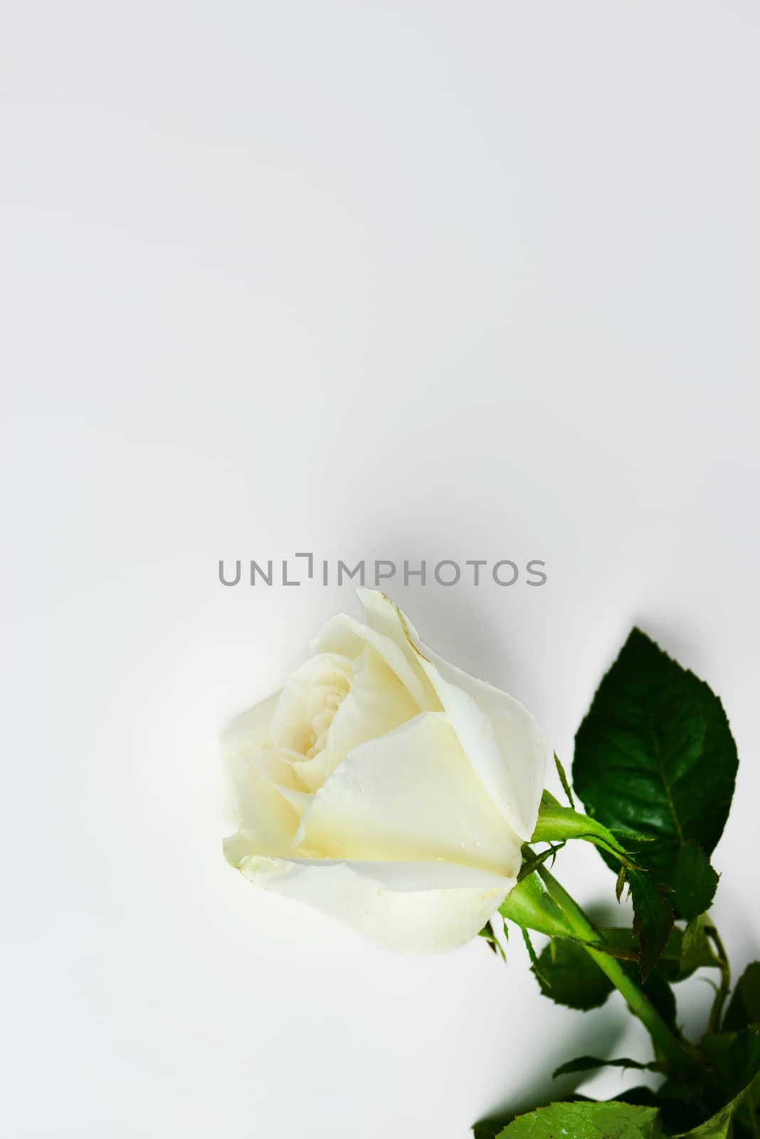 white rose